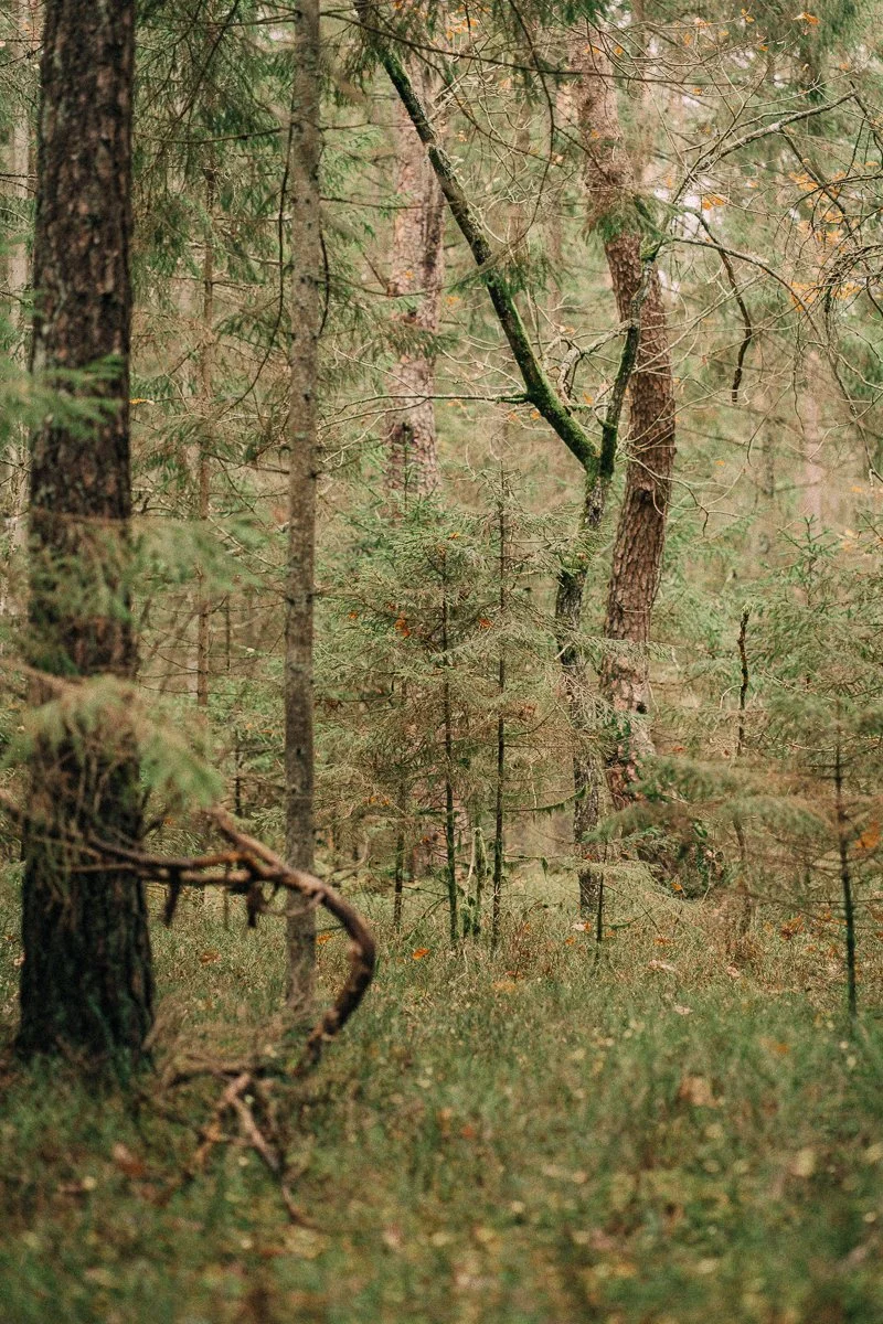 A dense forest with various trees, green foliage, and a moss-covered fallen branch on the forest floor.