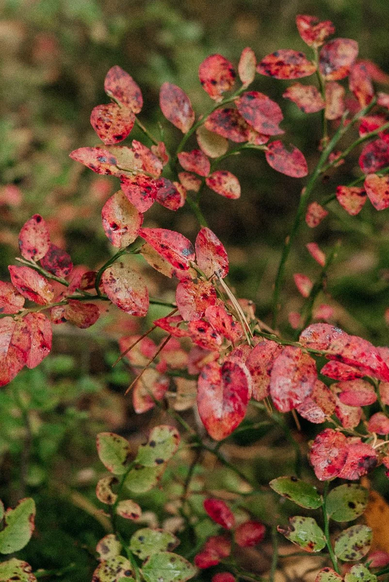 Close-up of red and green leaves on a branch, some with spots and signs of aging, in a natural outdoor setting.