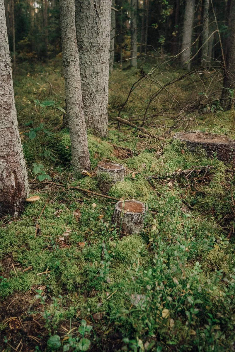 A forest floor with three tree stumps, moss, and green plants, surrounded by tall trees.