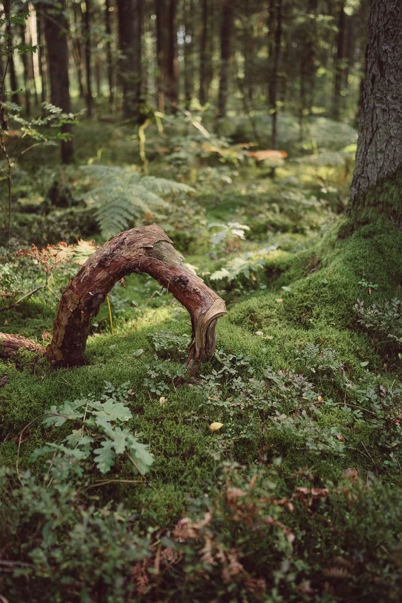 A fallen tree branch forming an arch in a lush green forest, surrounded by moss and fern plants.