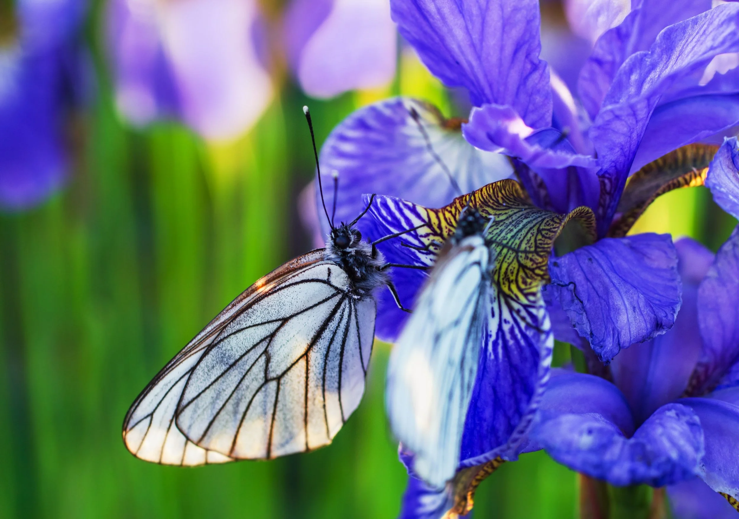 Blue Iris flower Photo