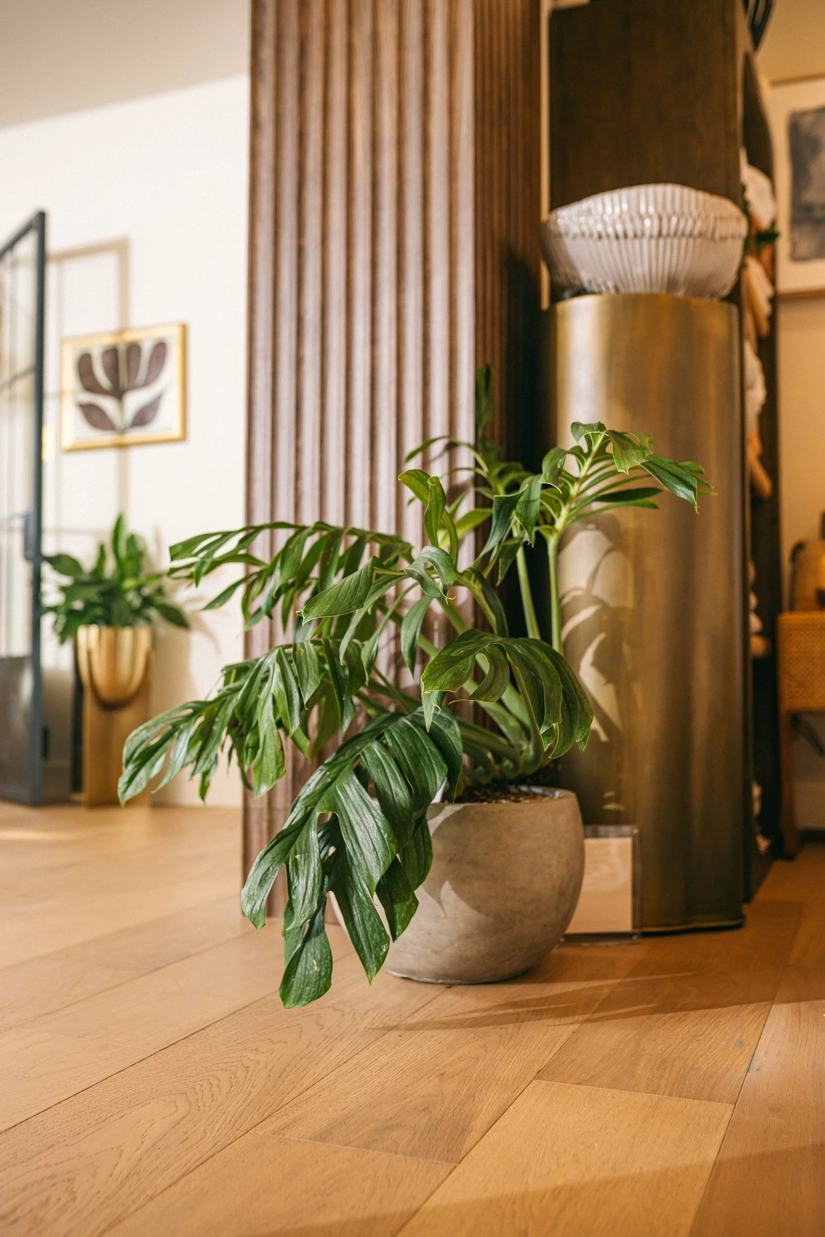 A large potted green plant with broad leaves in an interior space, with additional plants and artwork visible in the background.