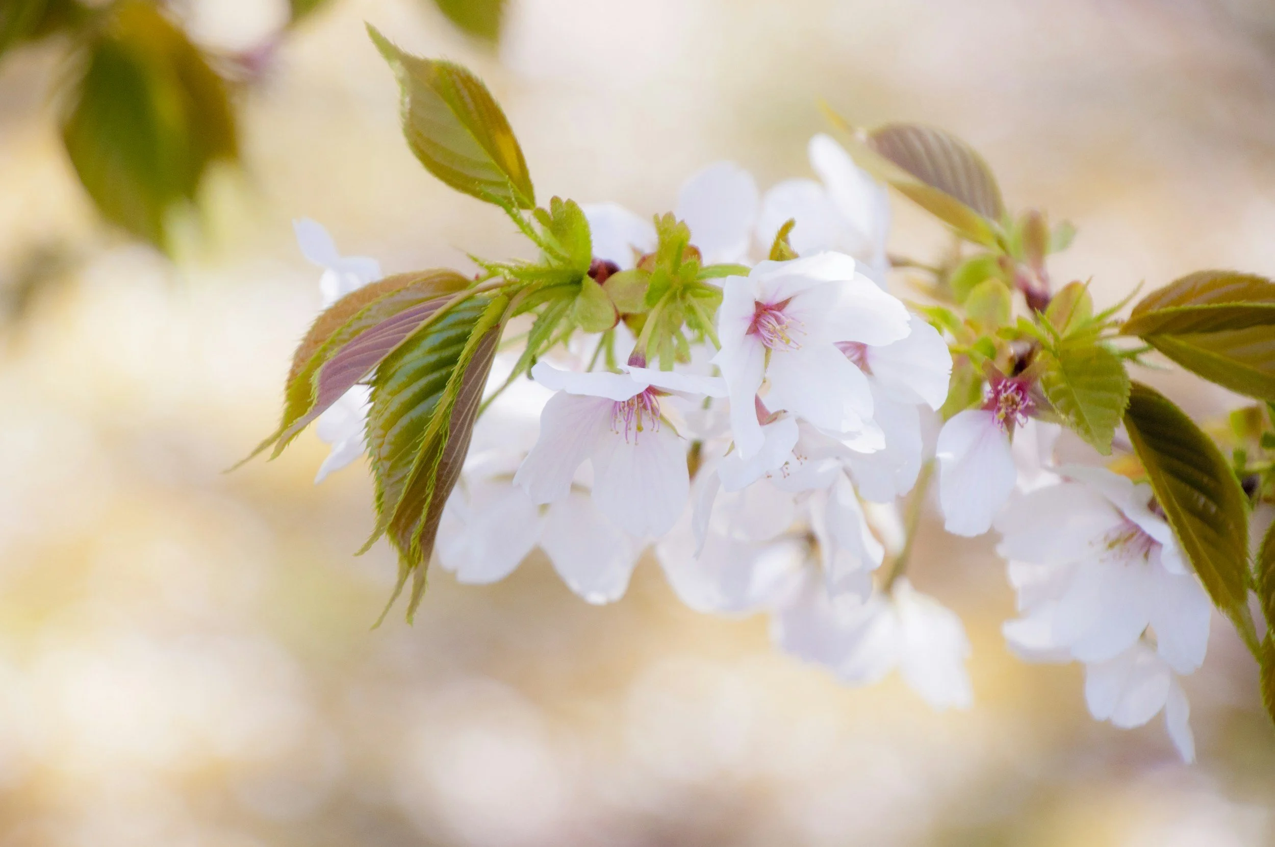 Close-up of white cherry blossoms with pink centers and green leaves.