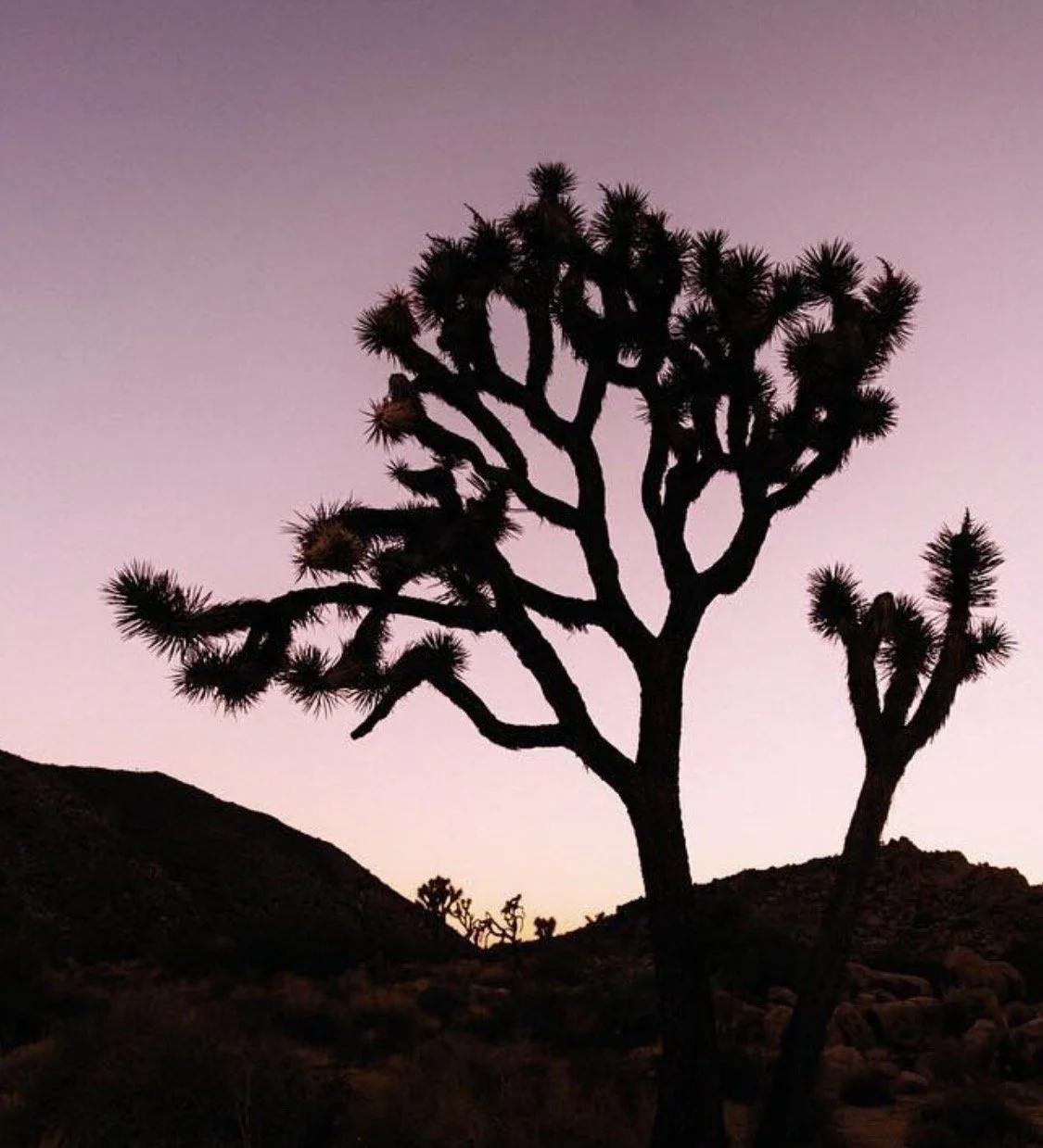 Silhouette of two Joshua trees against a pink and purple sunset sky in a desert landscape.