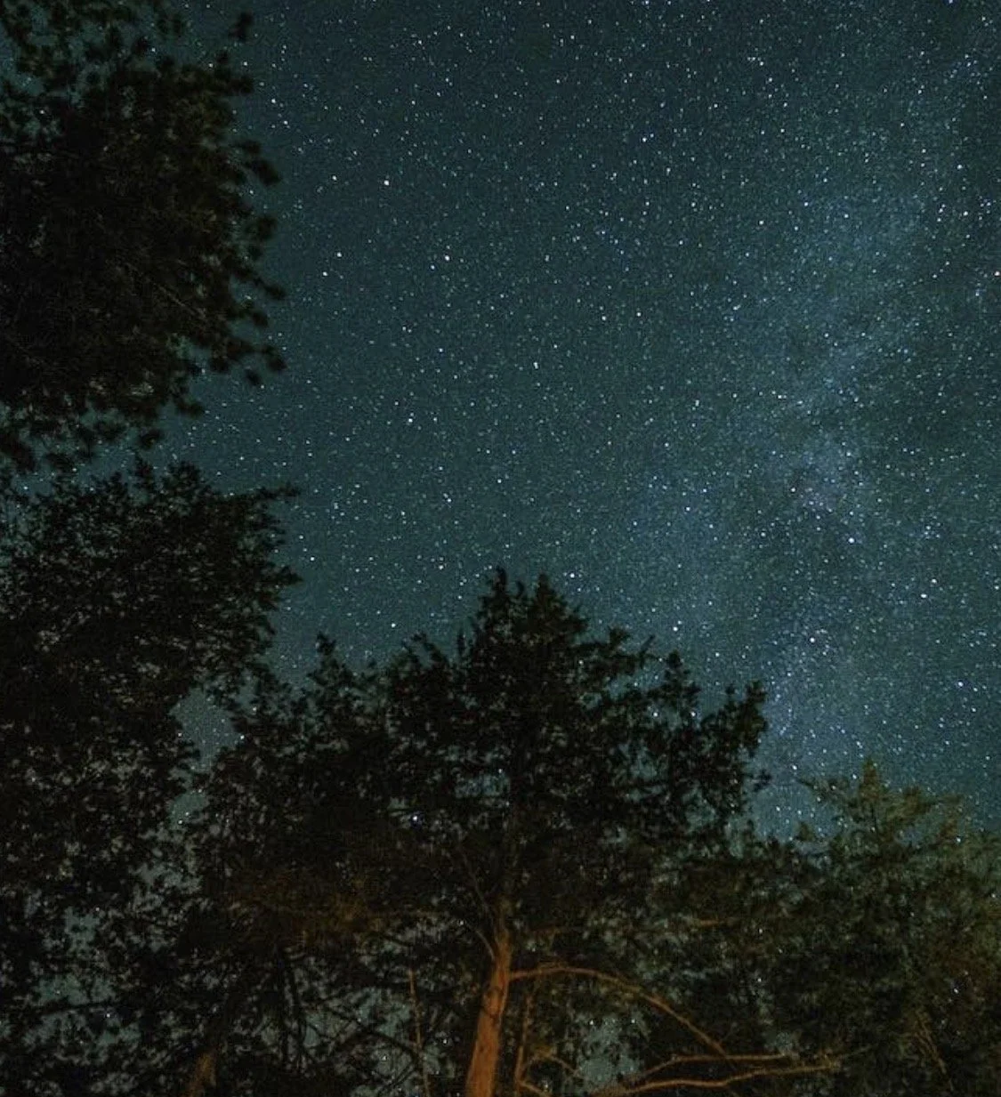 Night sky filled with stars seen through the silhouettes of tall trees.