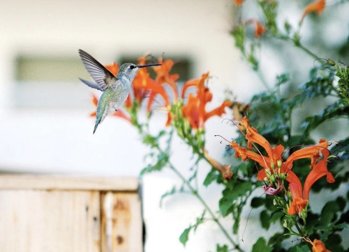 A hummingbird flying near orange tubular flowers in a garden.