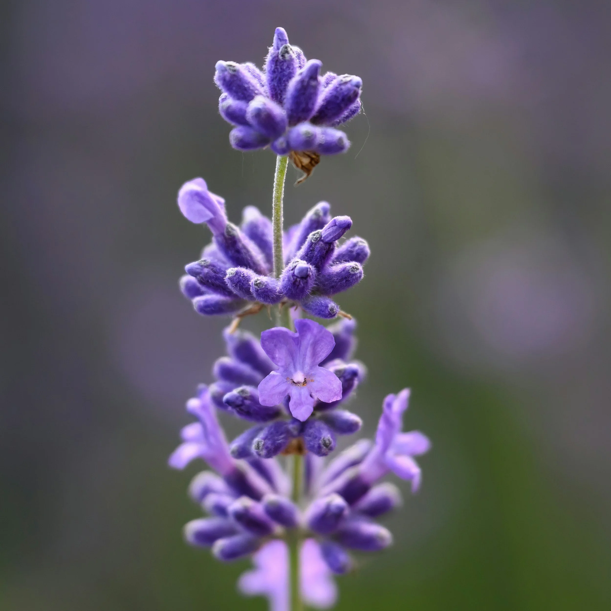 Close-up of a purple lavender flower with a blurred green background.