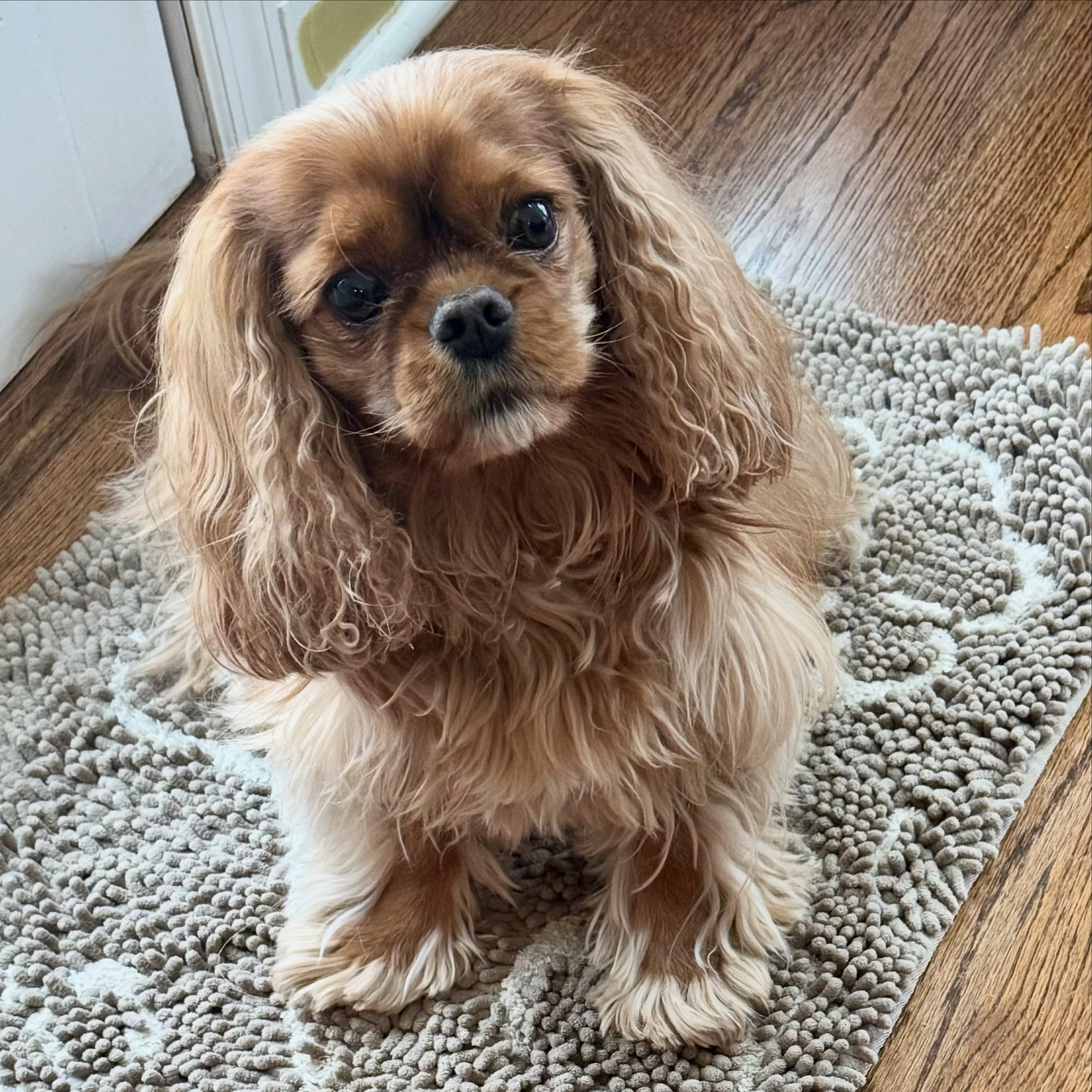 Golden brown puppy with long, wavy ears sitting on a textured gray rug near a wooden floor and a door.