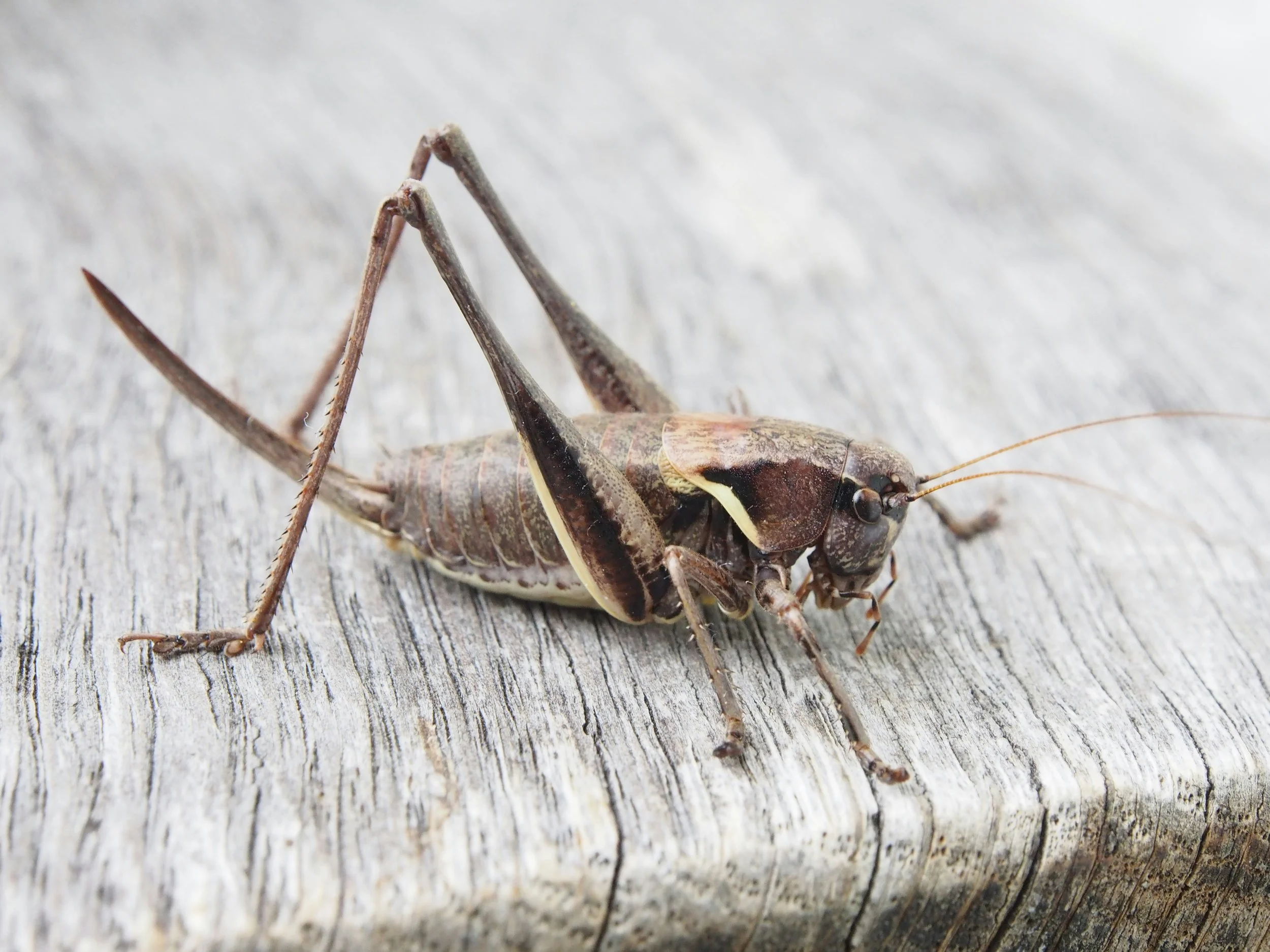 Crickets