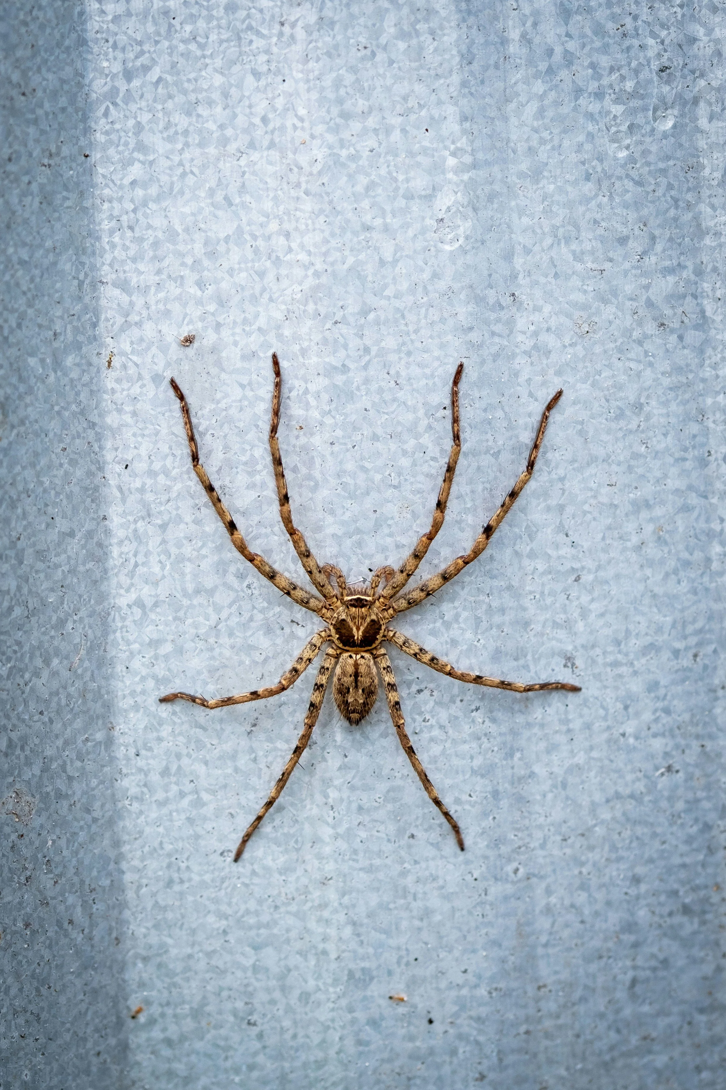 Spiders