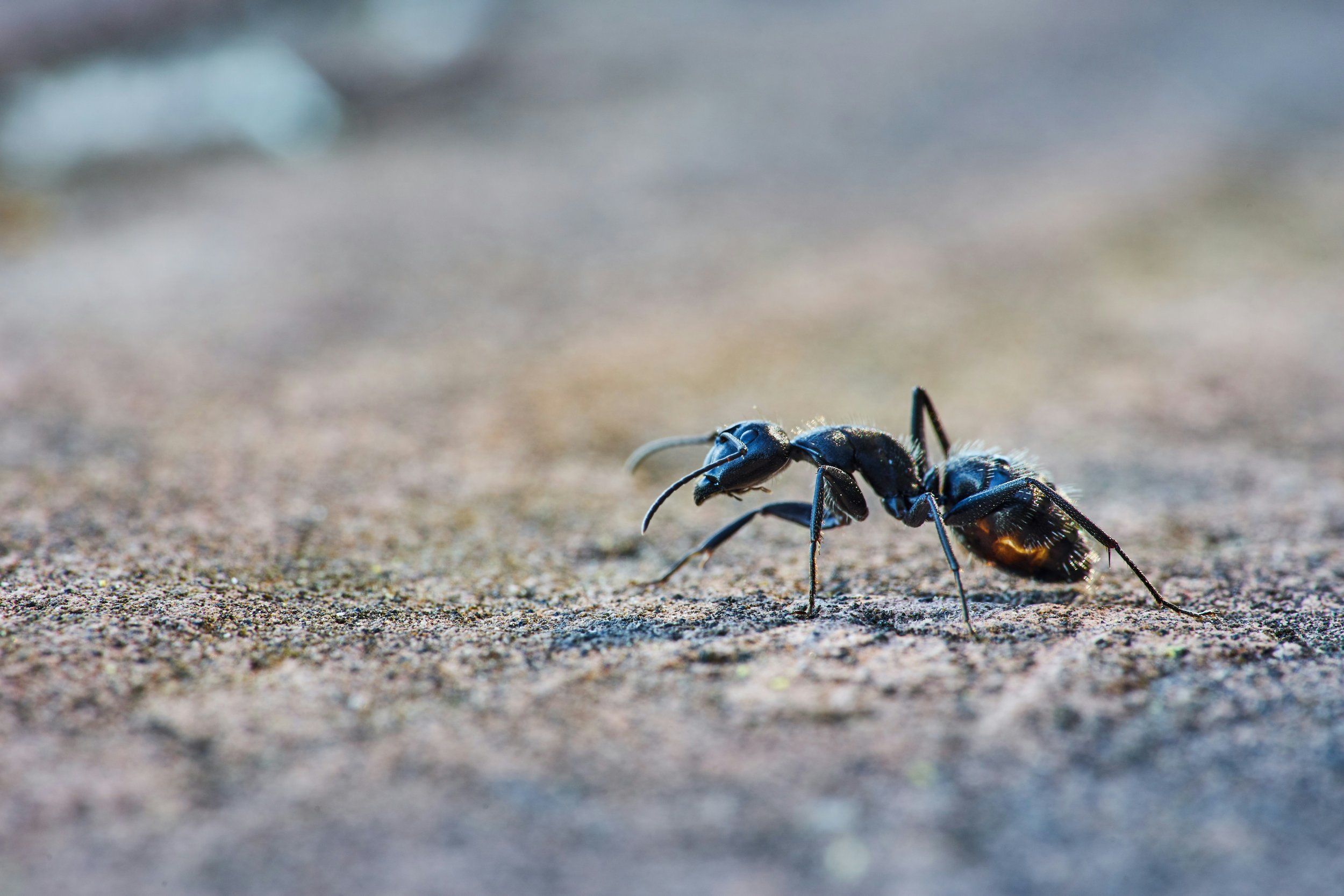Black Ants