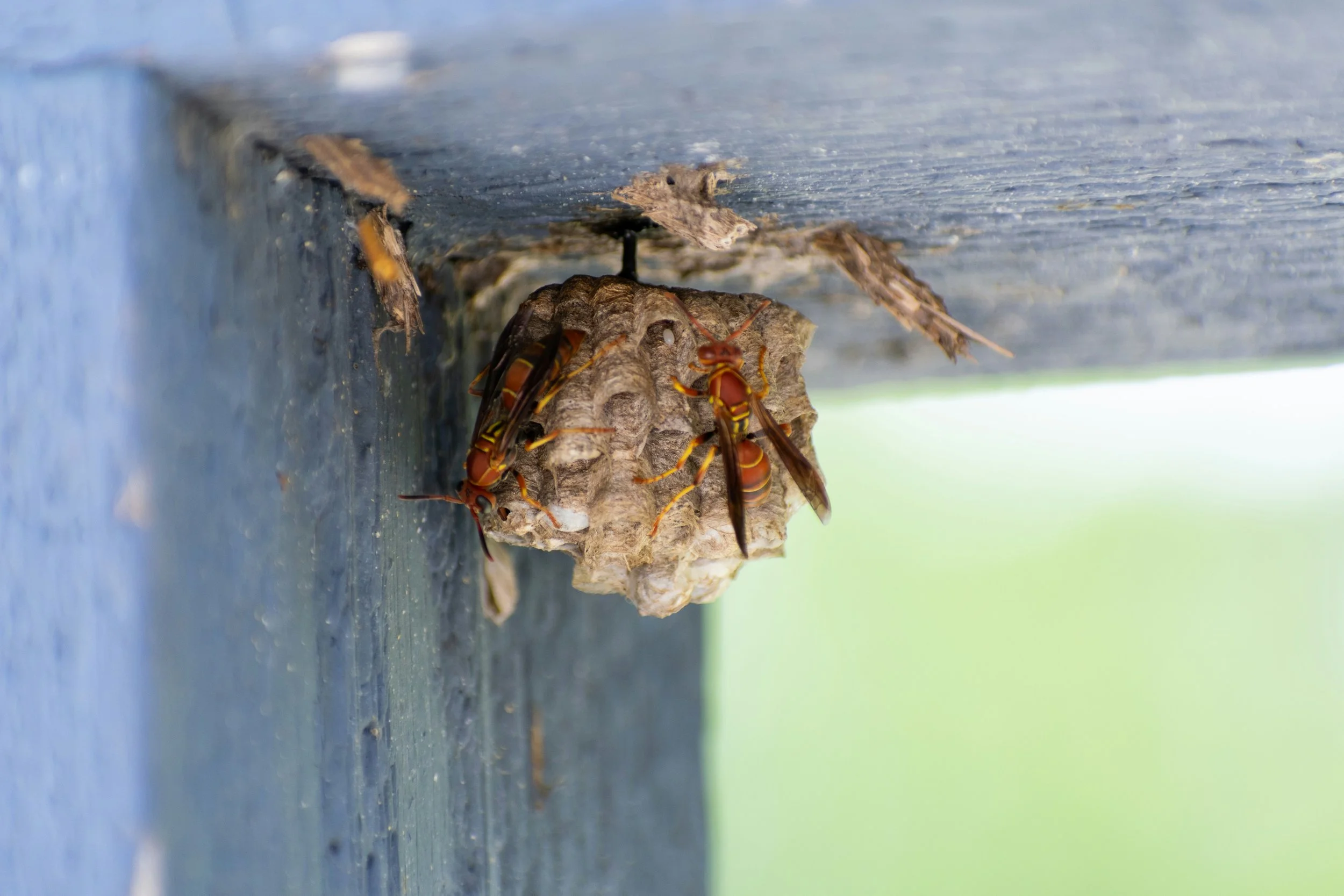 Wasps