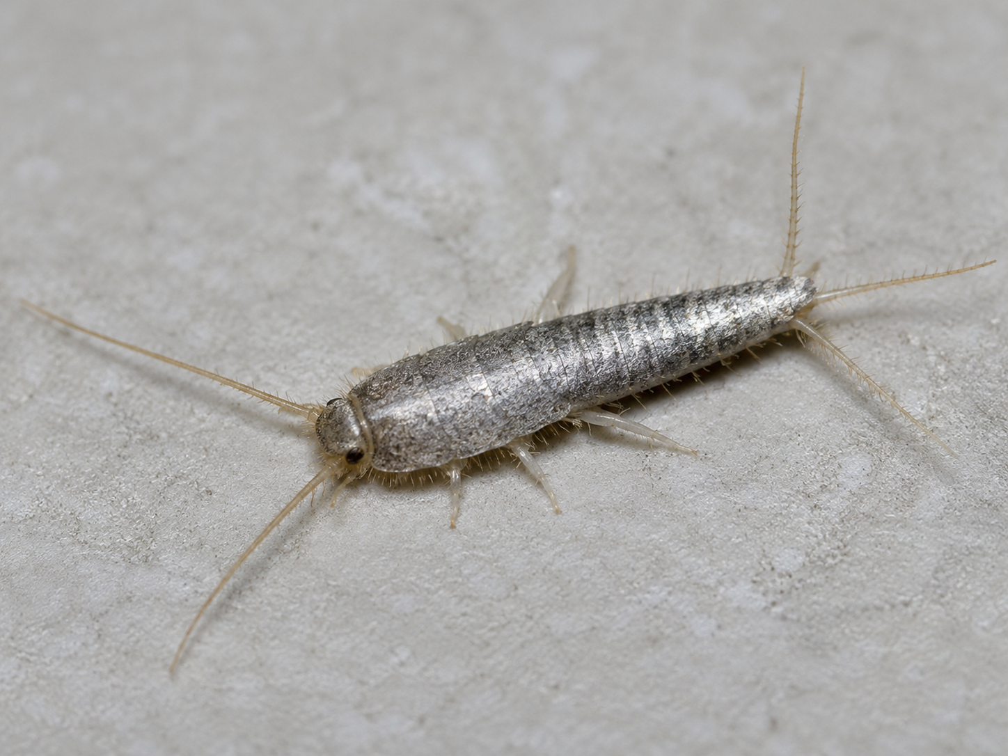 Silverfish