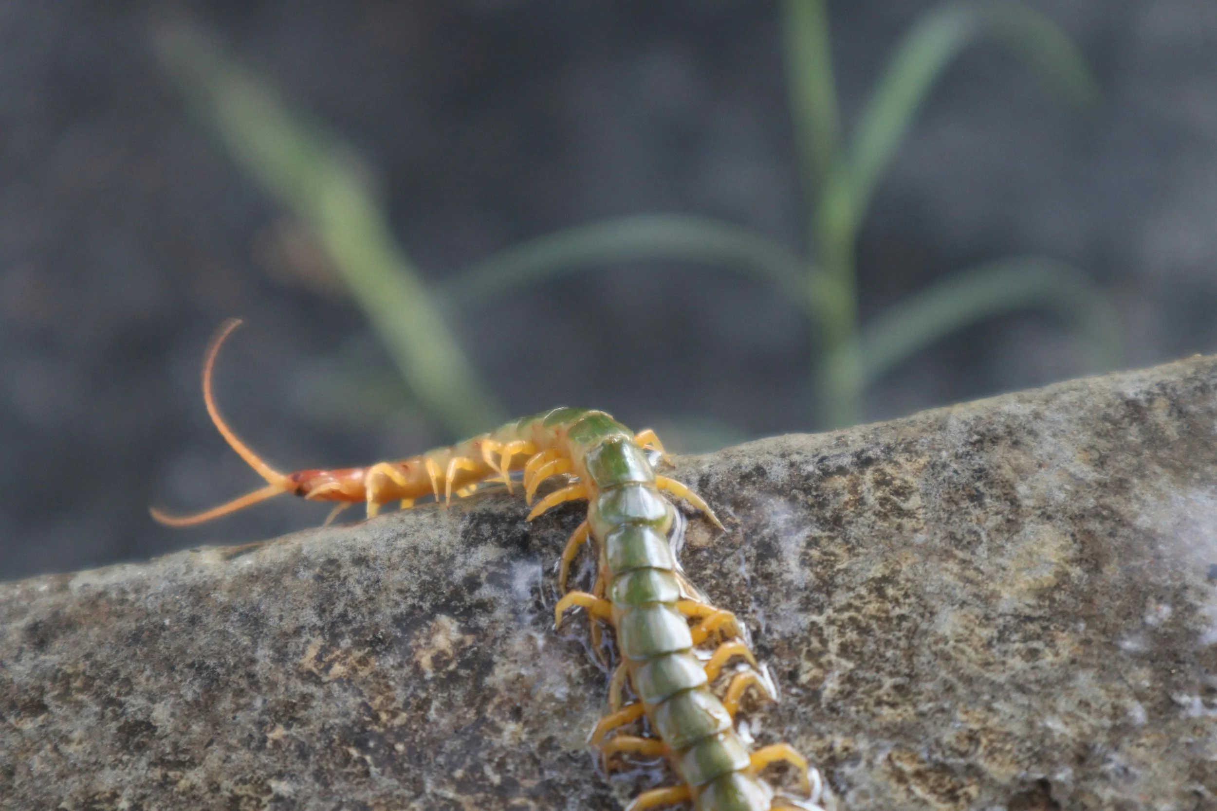 Centipedes