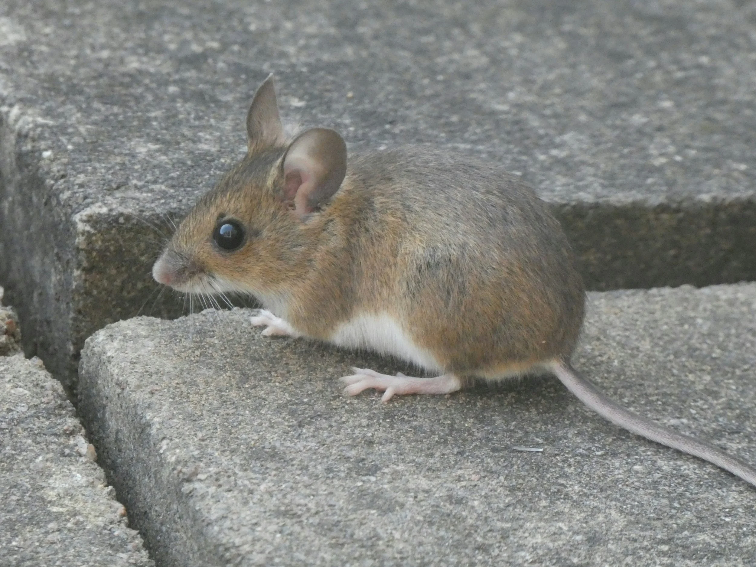 Mice