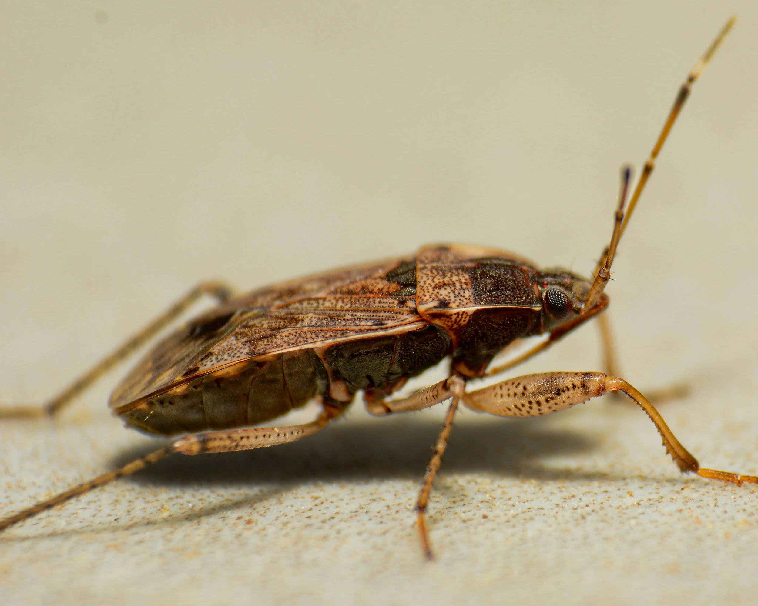 Stink Bugs