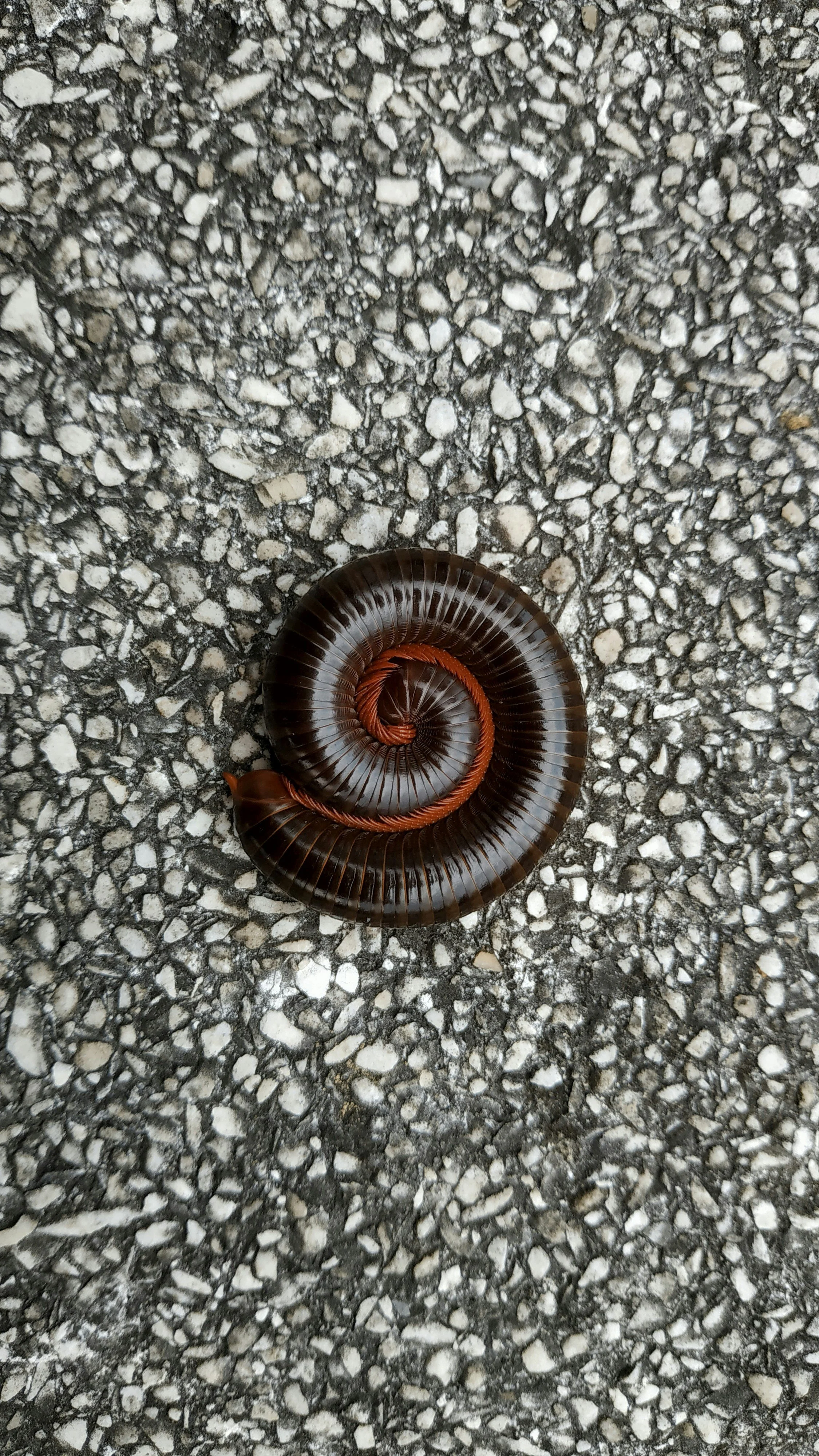 Millipedes