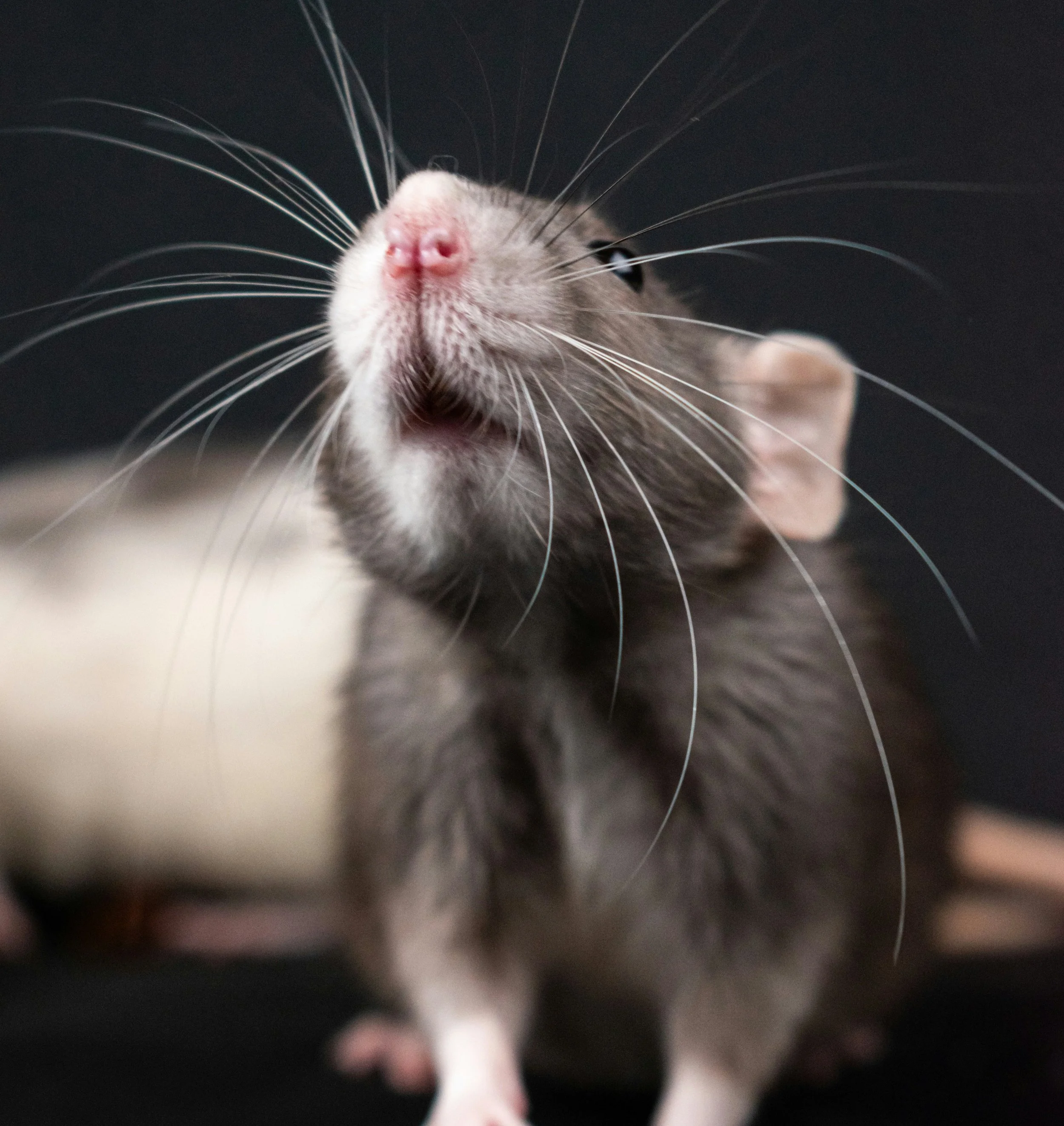 Rats