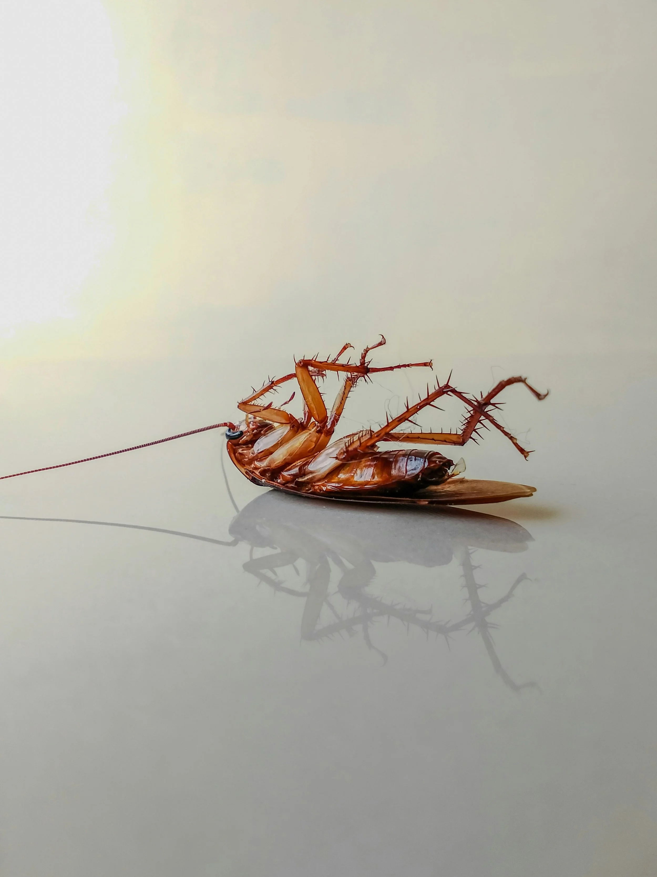Cockroaches