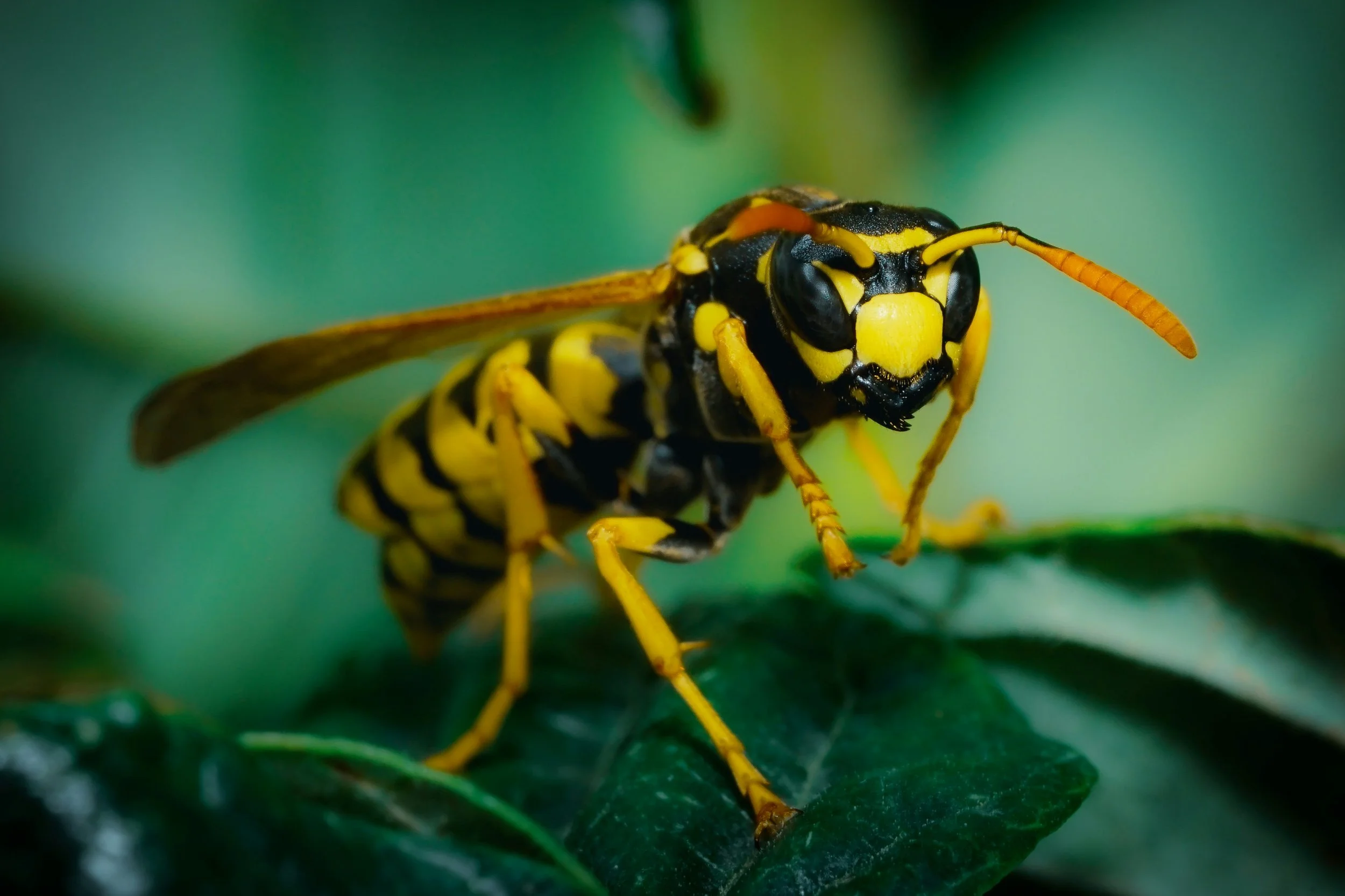 Yellow Jackets