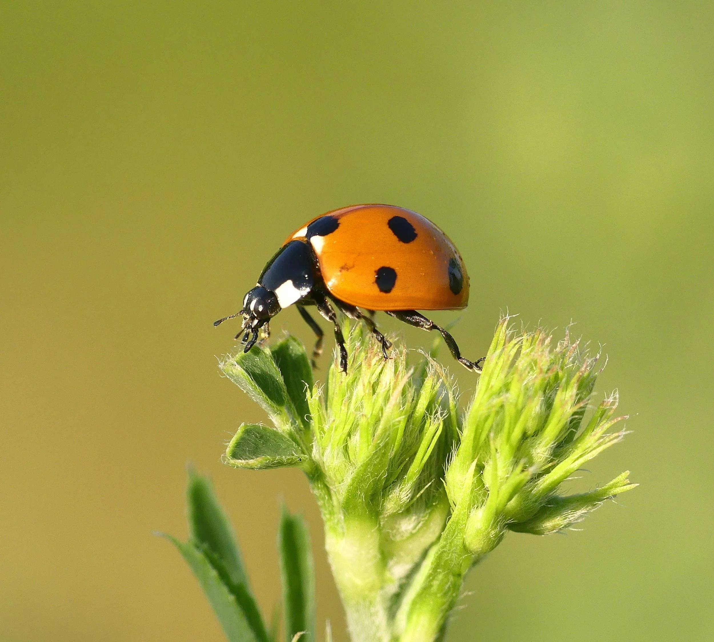 Asian Lady Beetles