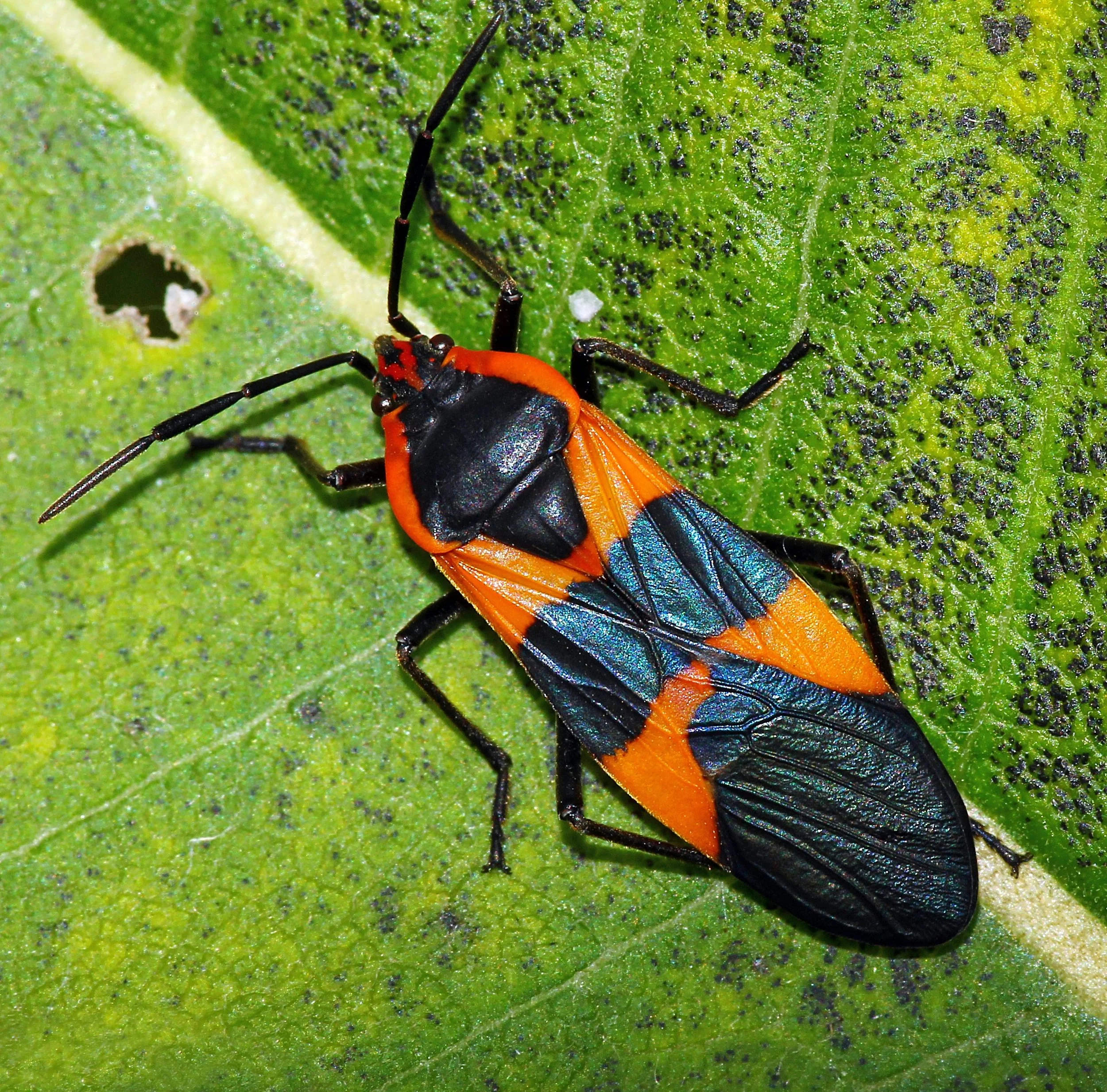 Boxelder Bugs