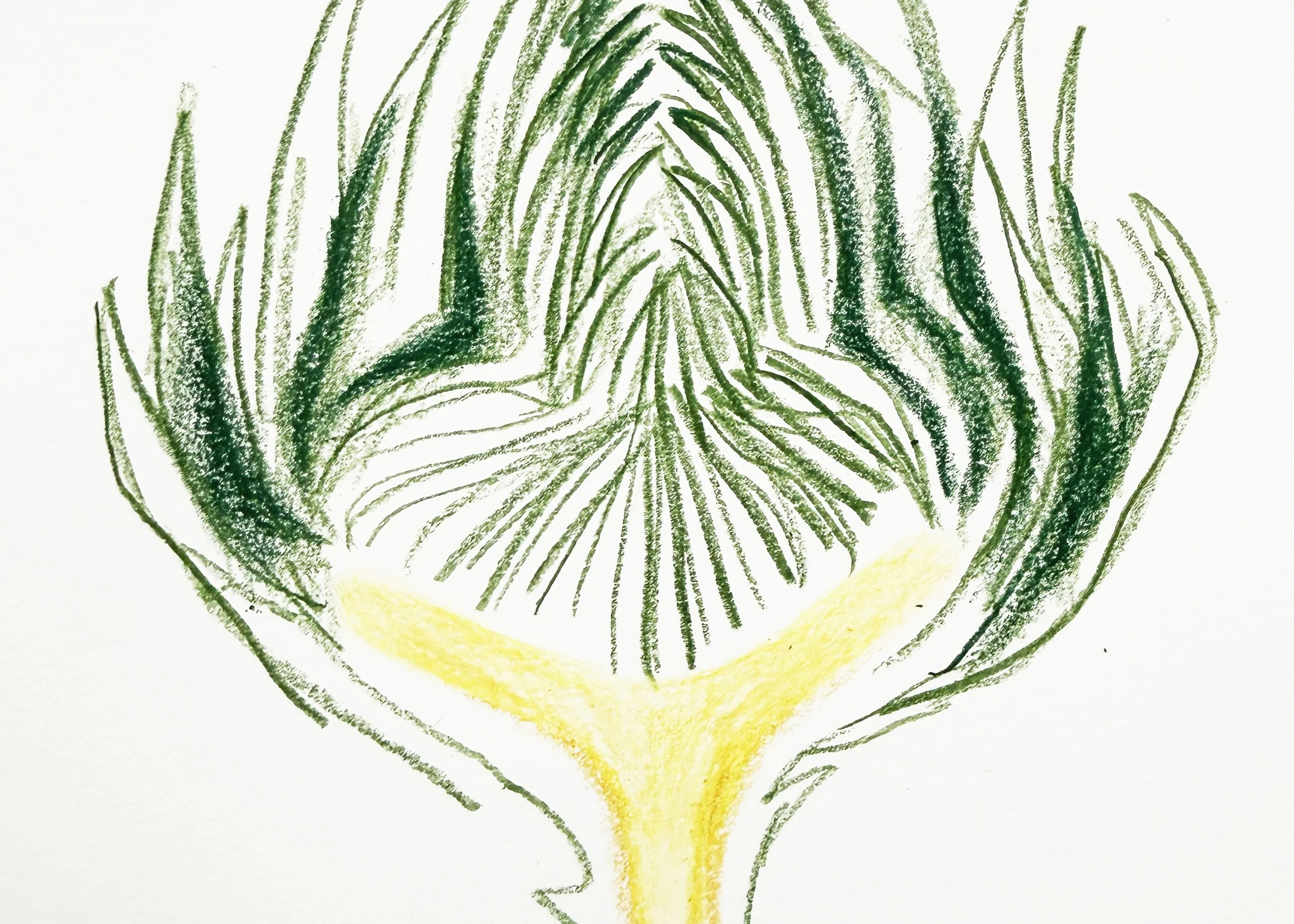 Artichoke