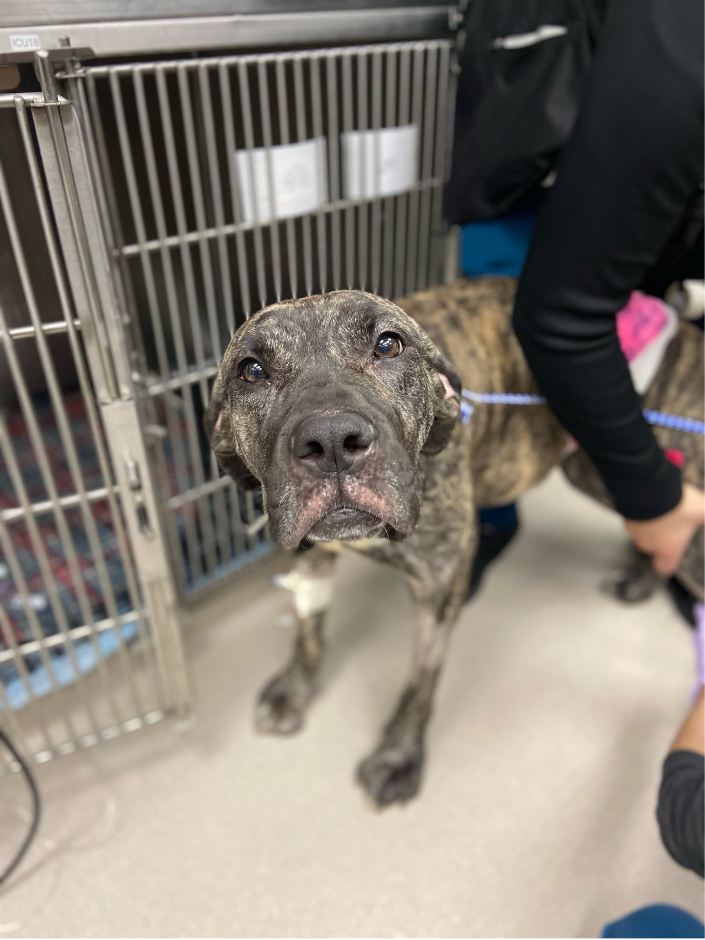 A large brindle pit bull with brown eyes, looking softly at the camera. A veterinary worker is holding her back left leg in a restraint position for bloodwork collection.