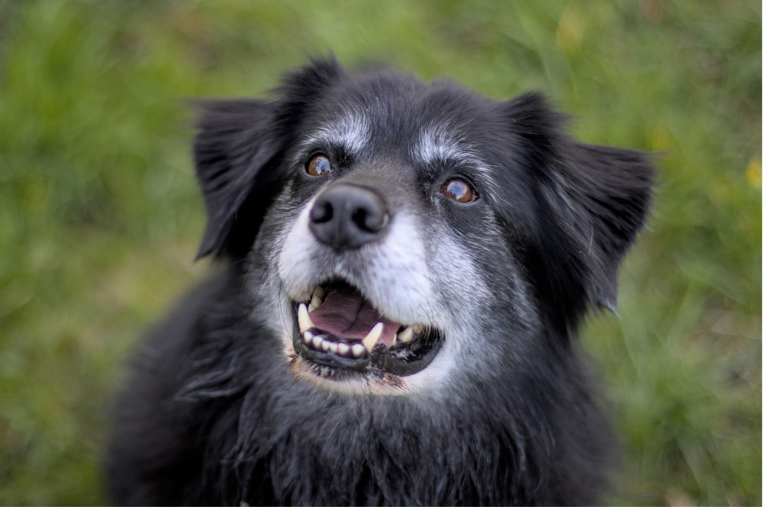 A black dog with a graying muzzle and face looking towards the top left corner of the image on a green background.