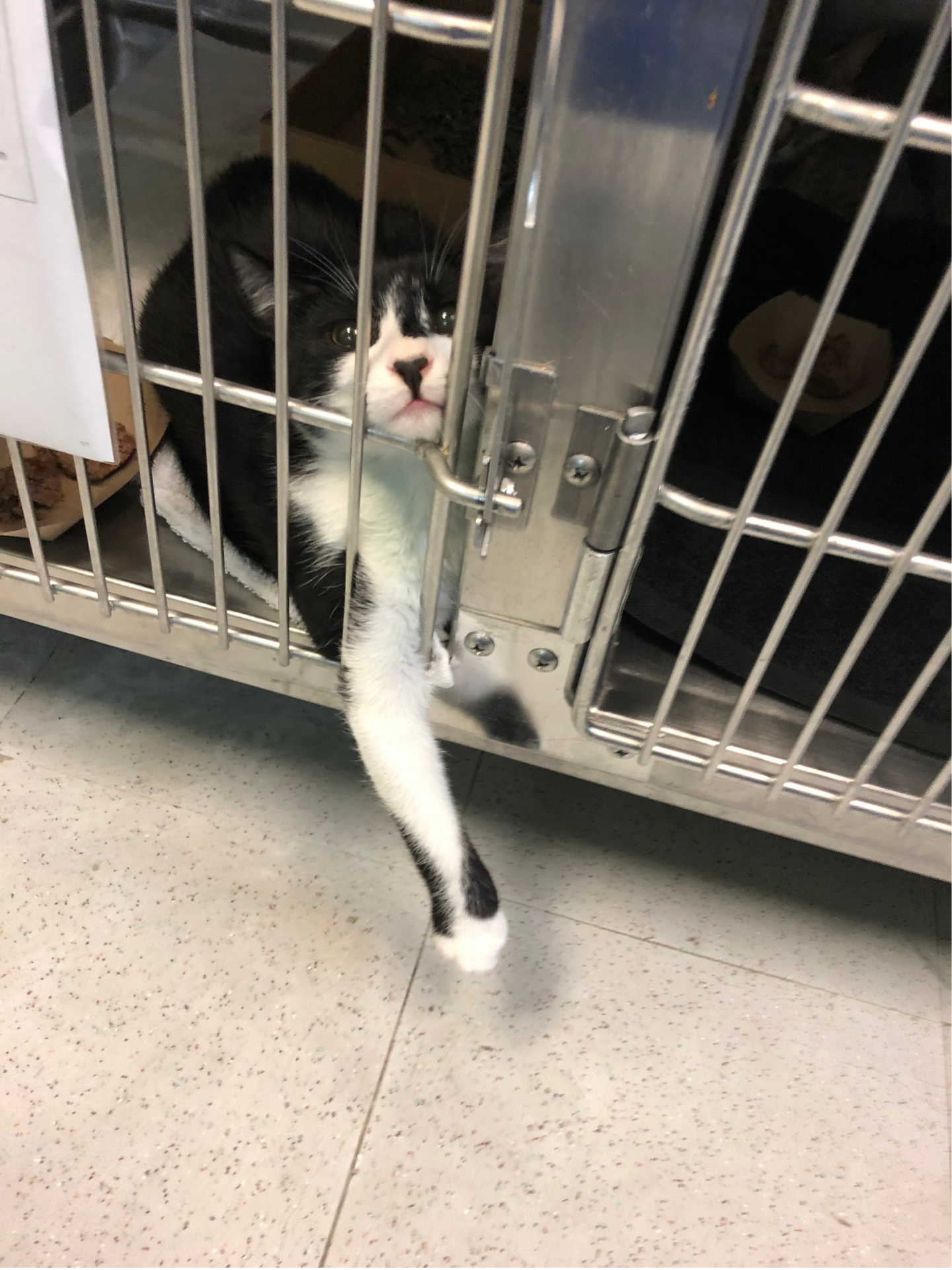 A black and white cat in a metal cat kennel, sticking their right leg out through the bars and looking at the photographer.