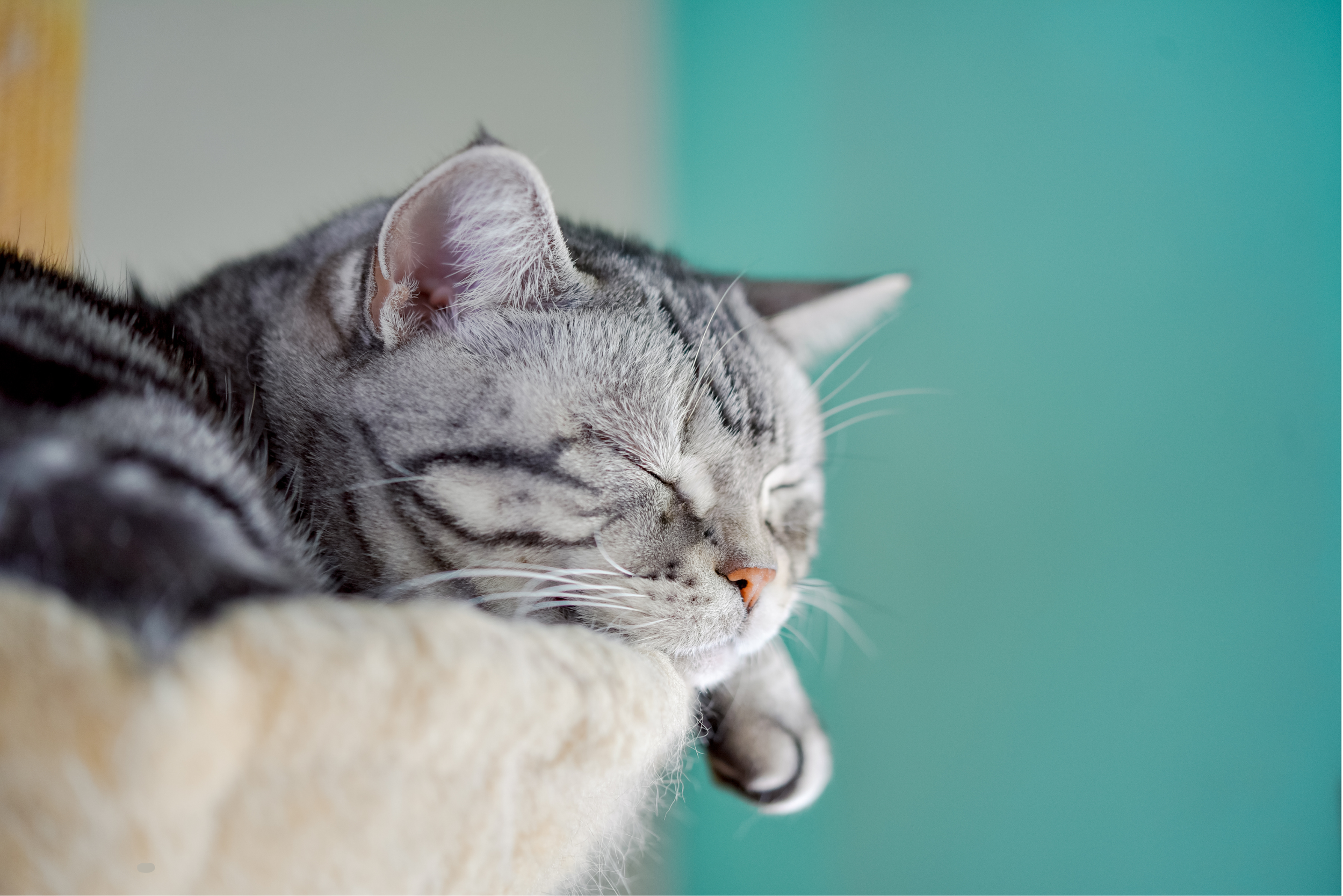 A close up of a gray cat with dark stripes asleep on a white, fuzzy cushion