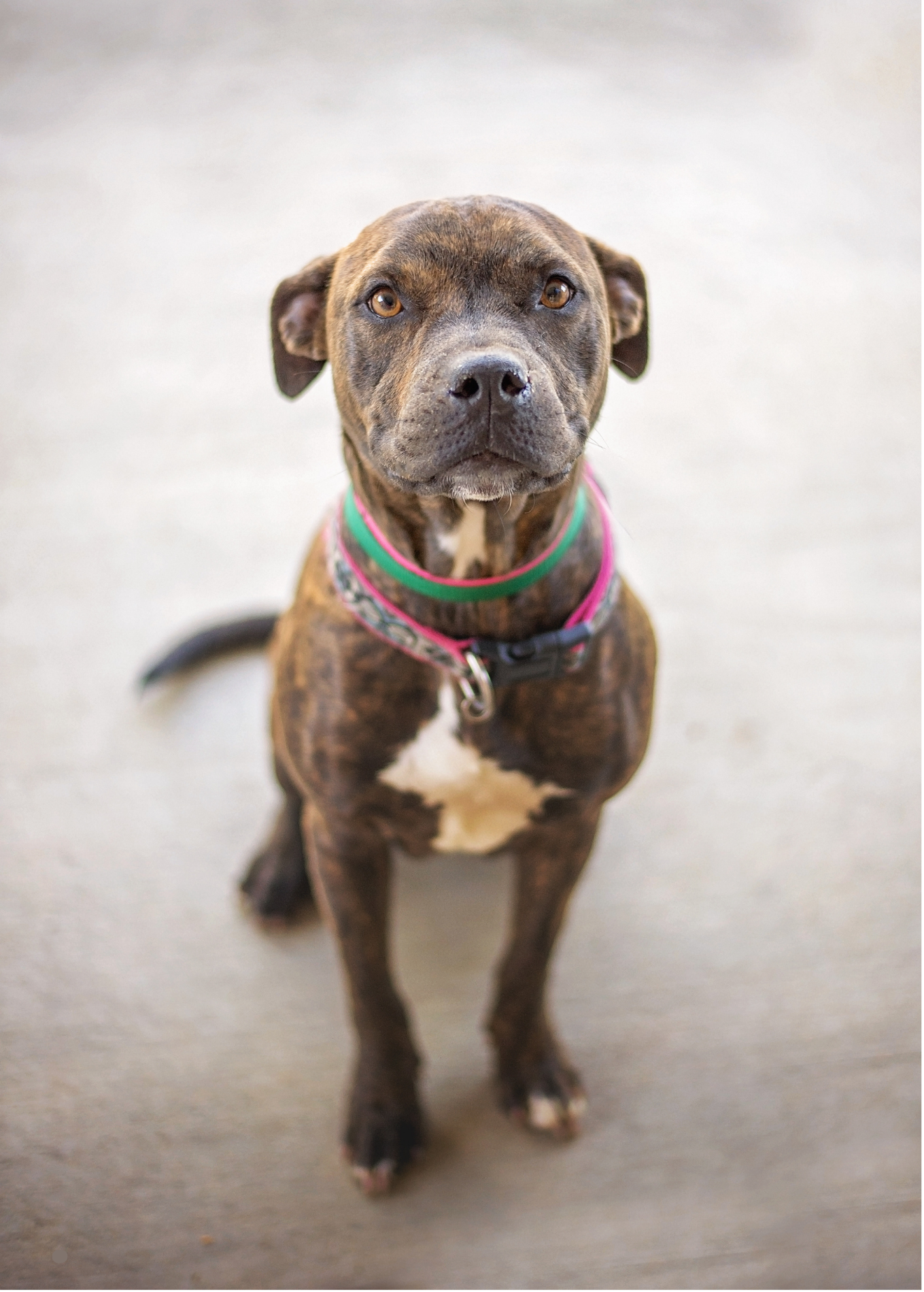 A brindle pit bull with a pink embroidered collar looking softly at the camera on a light tan background.