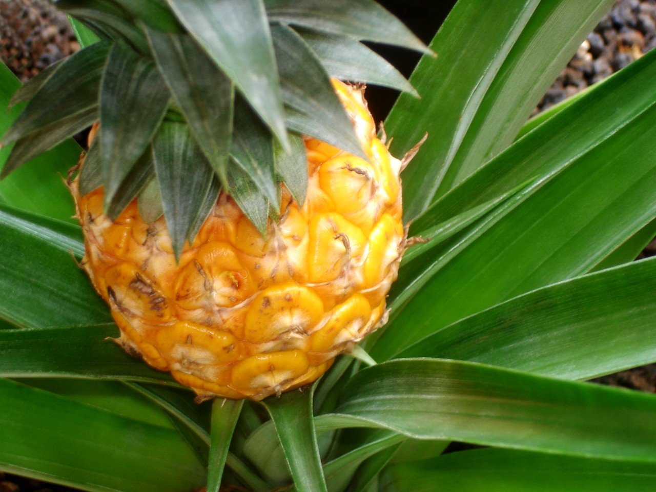 Pineapple accompanying the historical course-expectations article.