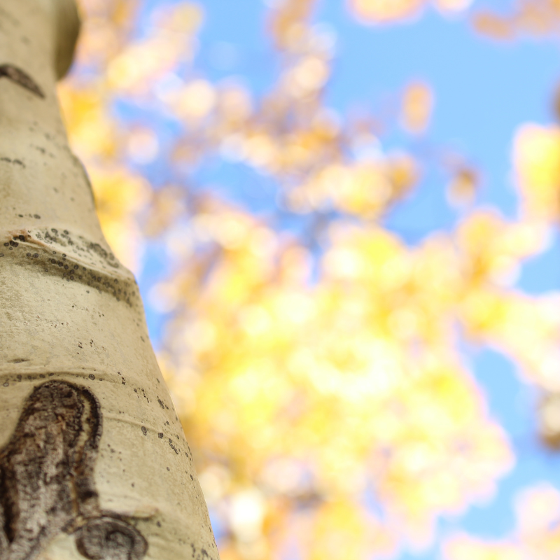 Aspen Tree
