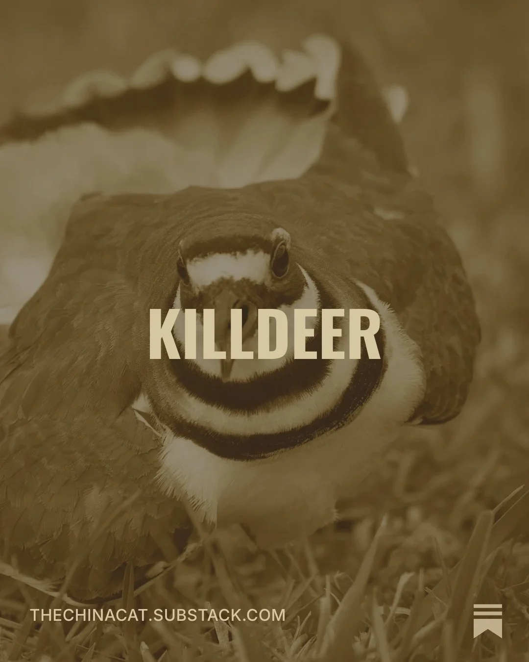 Jimy Valenti's Substack: Killdeer