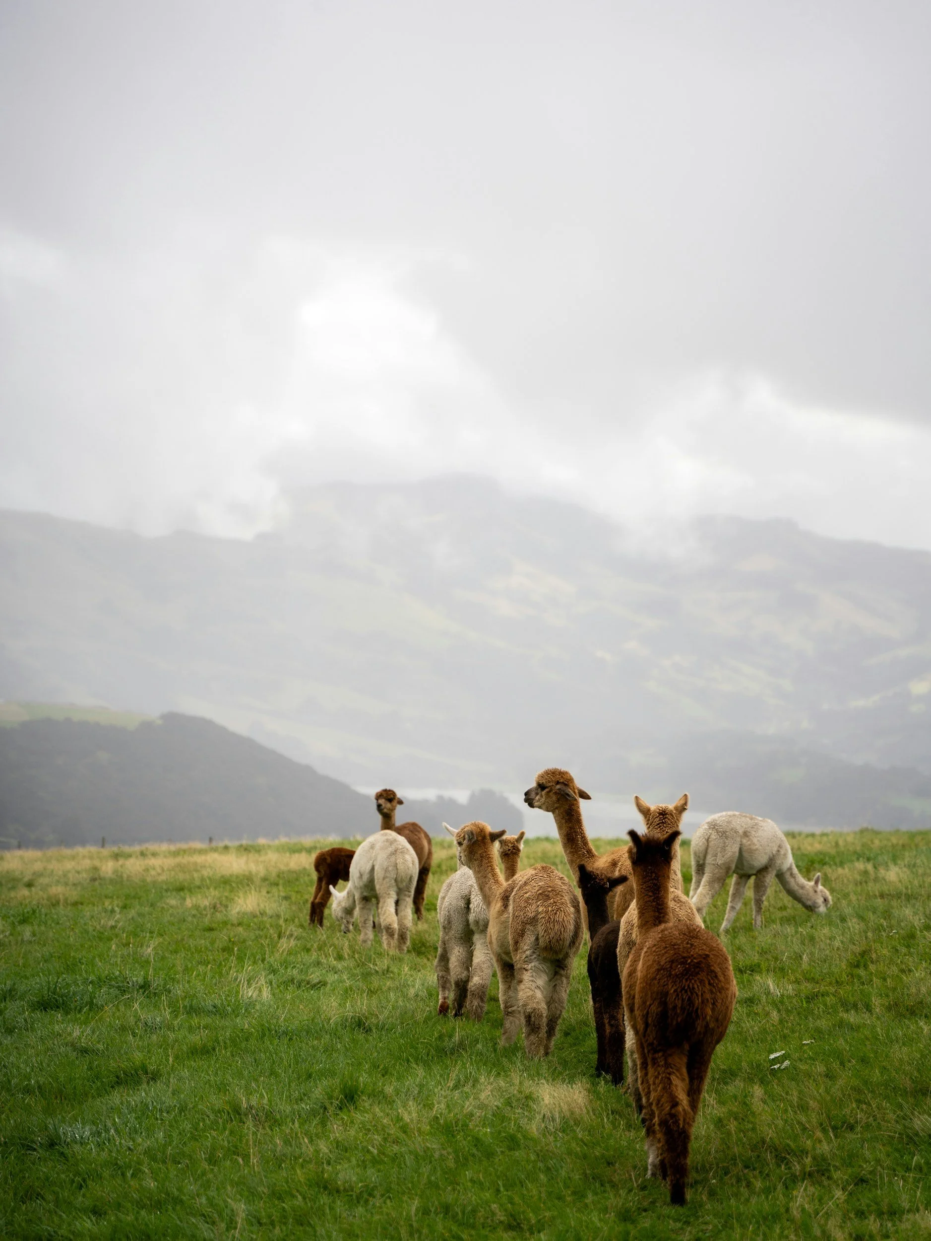 Alpacas walking through pasture