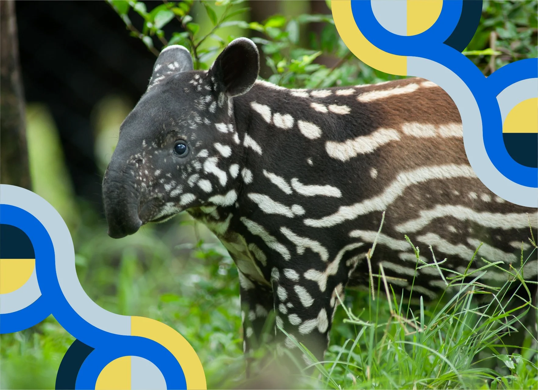 Young zebra standing in green grass with a blurred background of bushes and trees, partially obscured by blue and yellow graphic design elements.