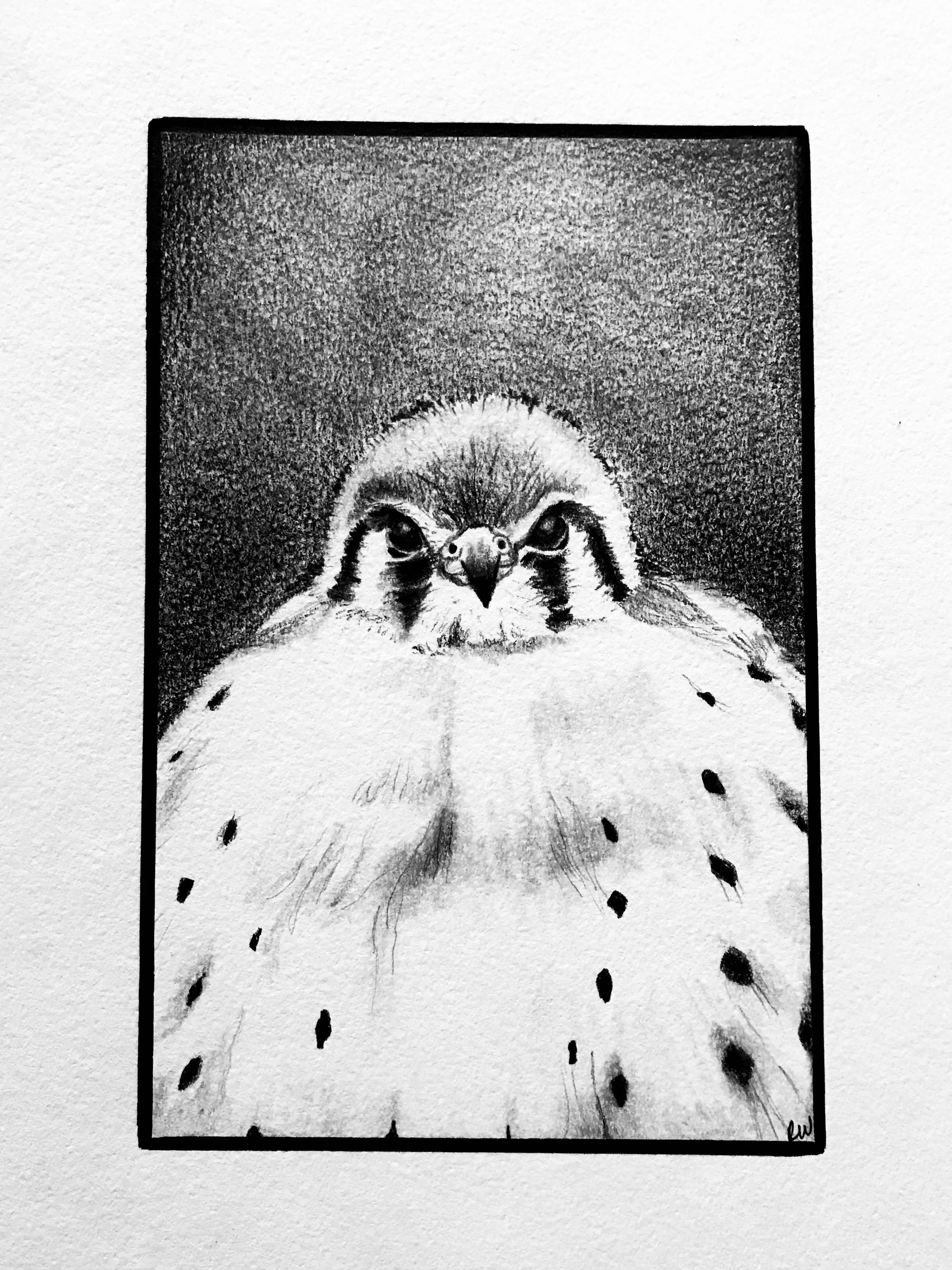 Black and white illustration of a bird's face, with detailed feathers and a small beak, framed within a black rectangular border.