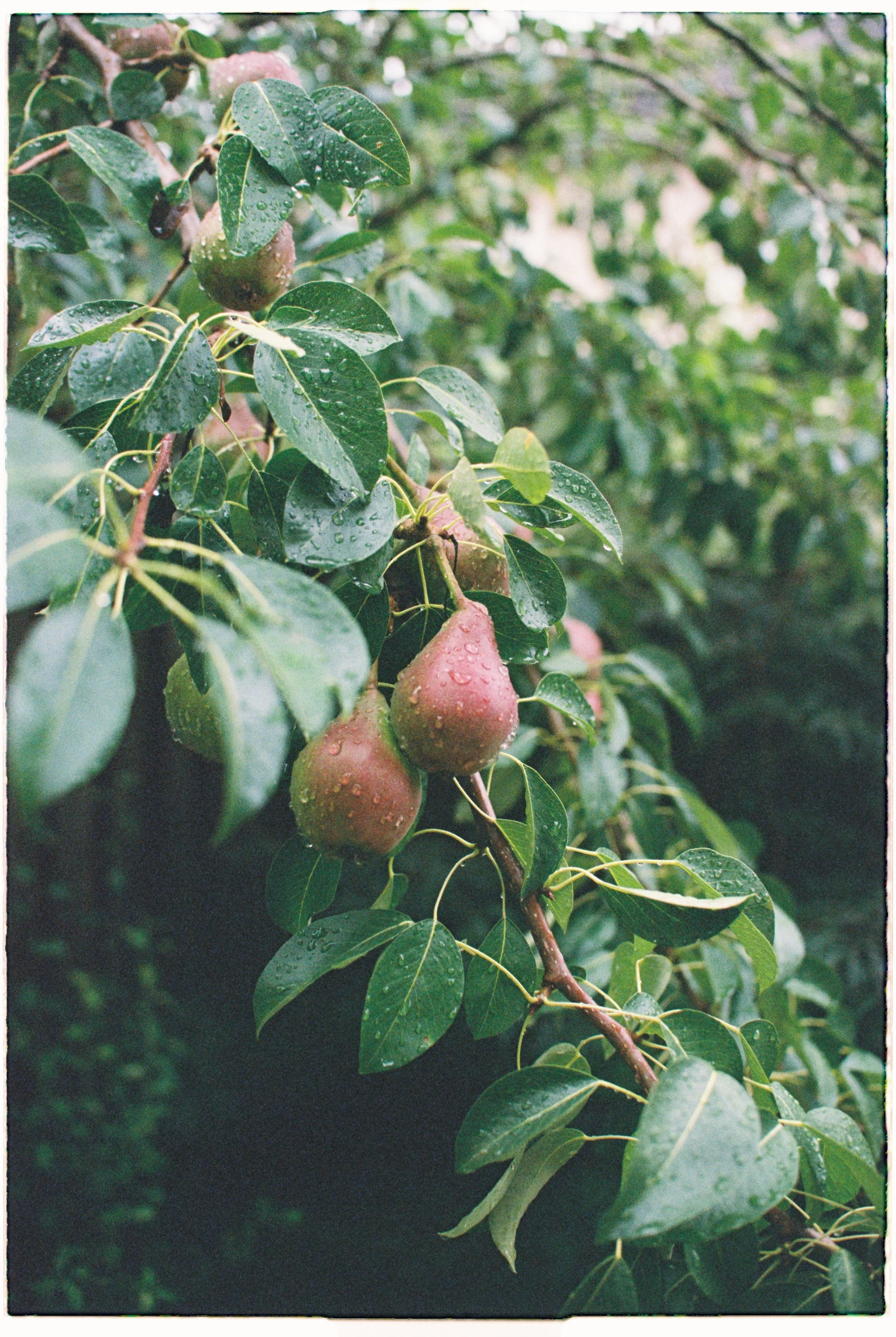 R1-00613-013A.JPG