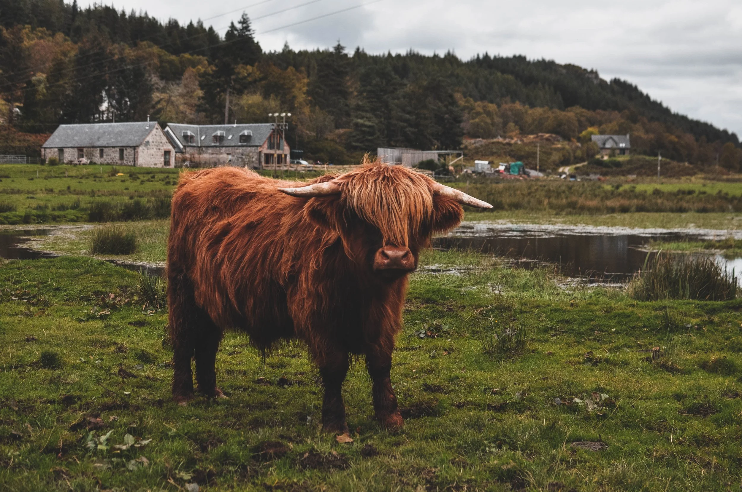 Highland Cows.jpg