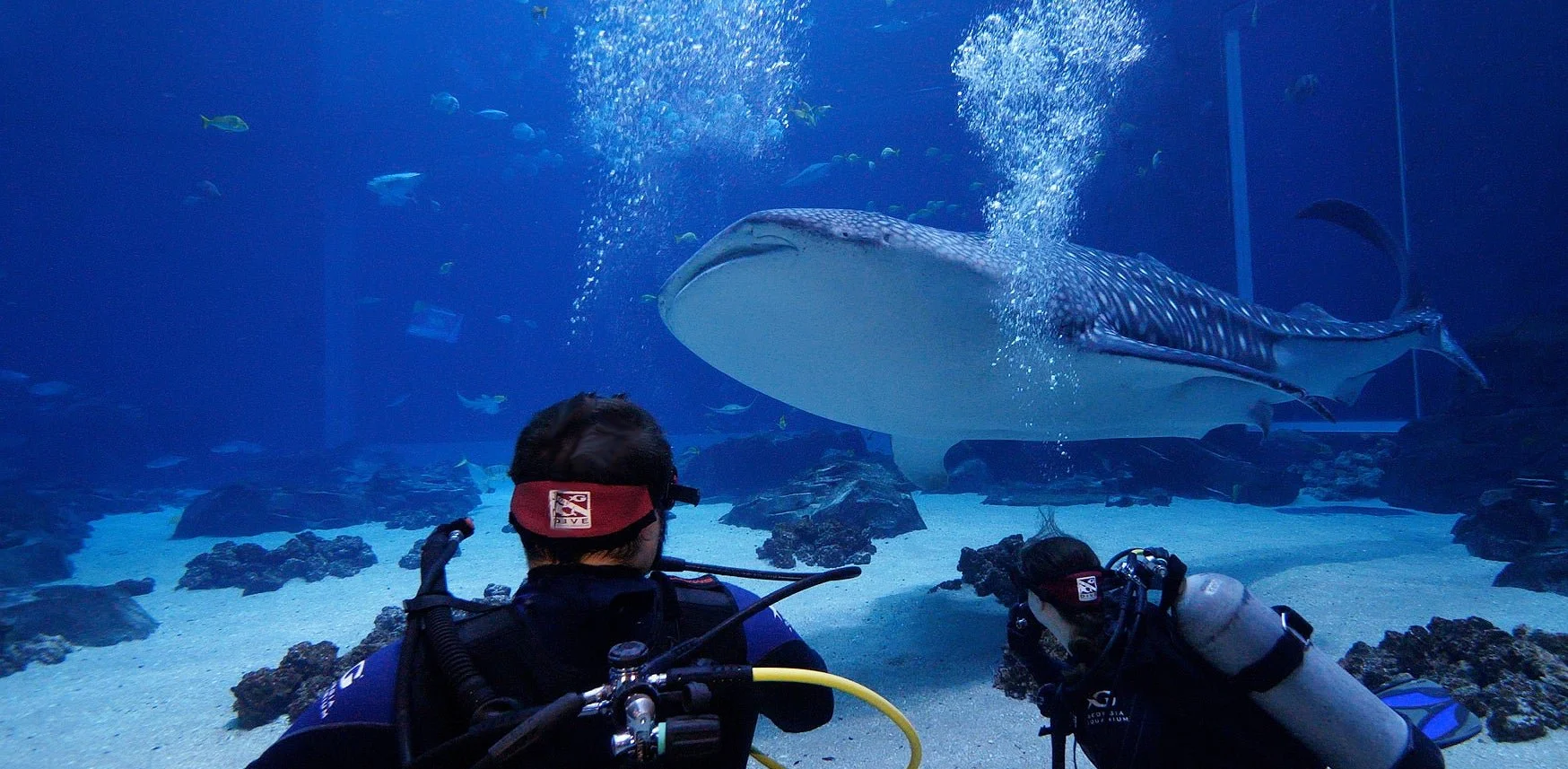 Scuba divers watch a whale shark in Georgia Aquarium’s Ocean Voyager
