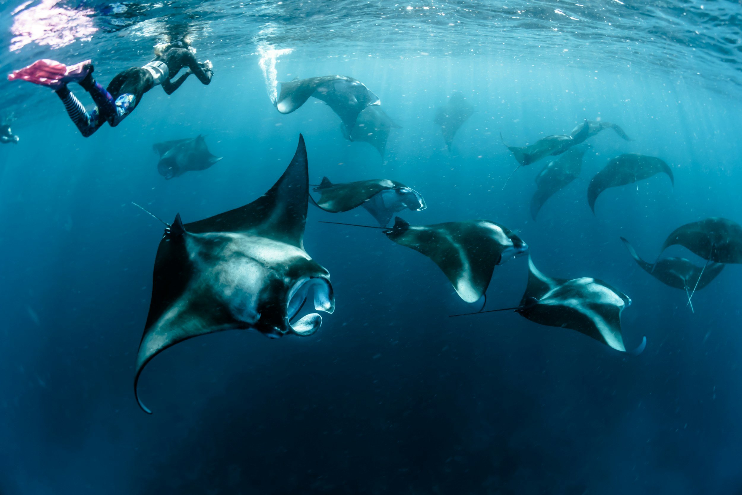 Manta rays swimming underwater with scuba divers