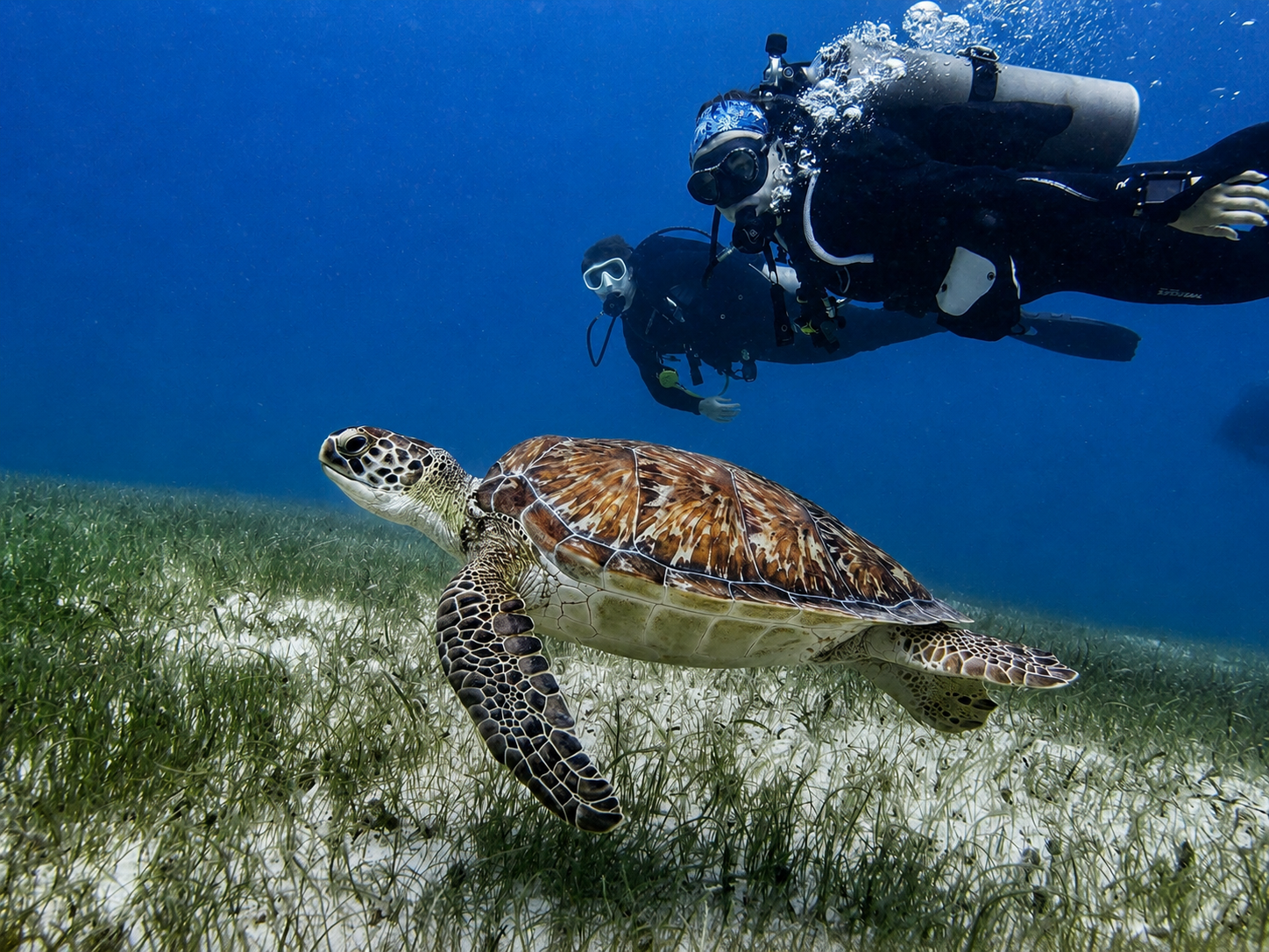 Sea turtle swimming above seagrass with two scuba divers