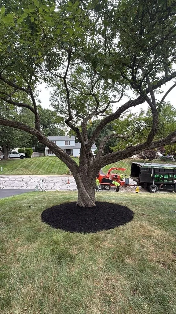 Mulched tree rings
