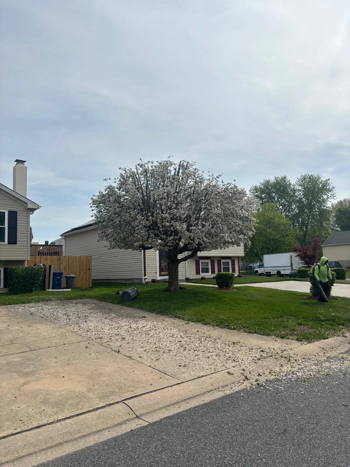 Tree trimming & shaping