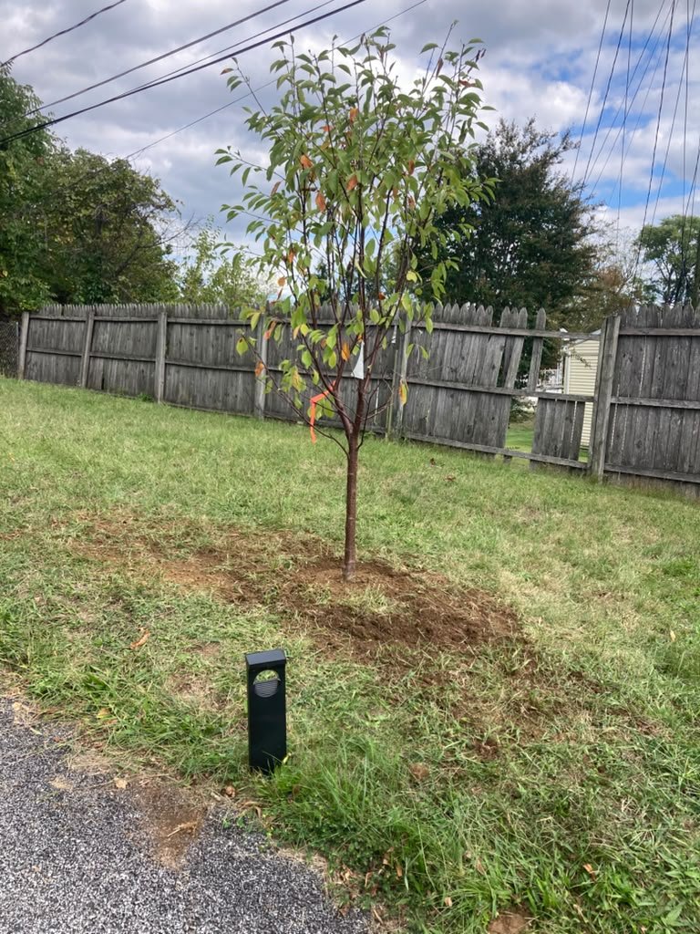 Tree planting