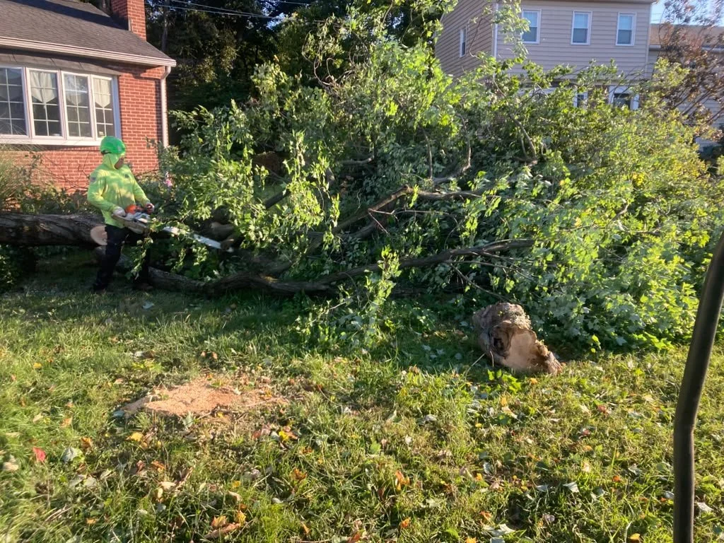 Tree removal