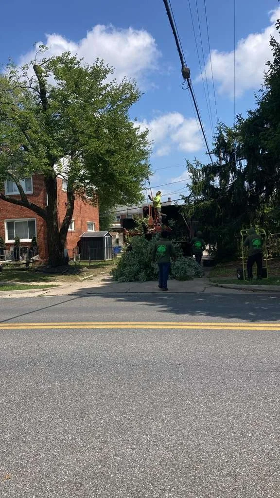 Tree Trimming