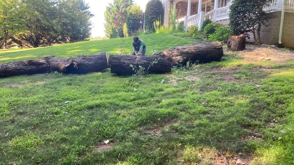 Large tree removal