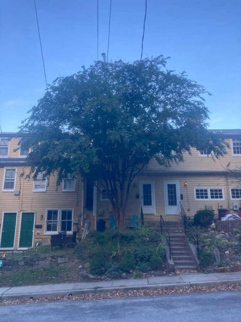 Tree thinning - Before